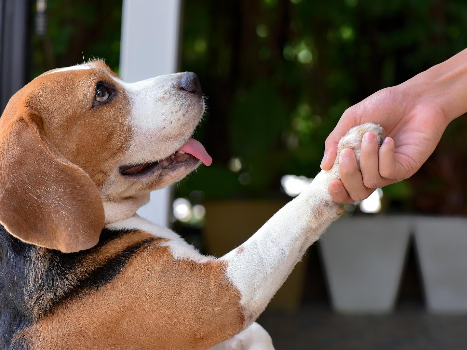 Beagle gibt Pfötchen