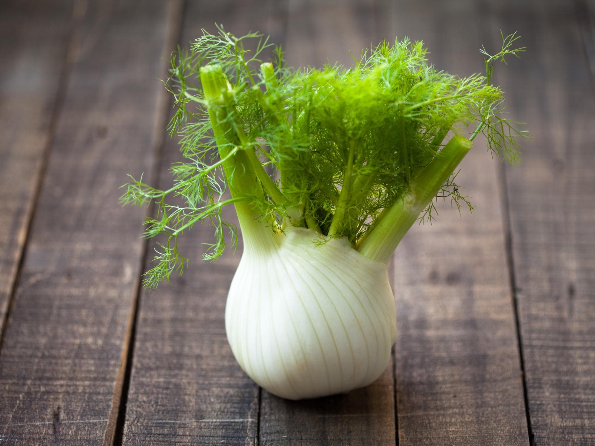 Fenchel 