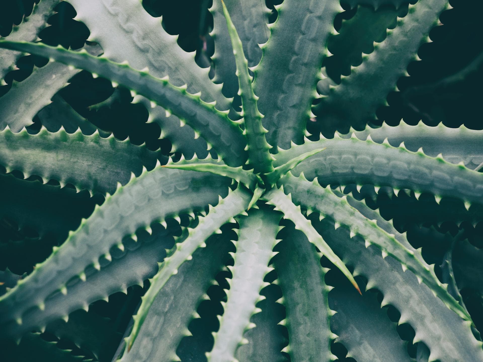 Aloe Vera Aloe Vera