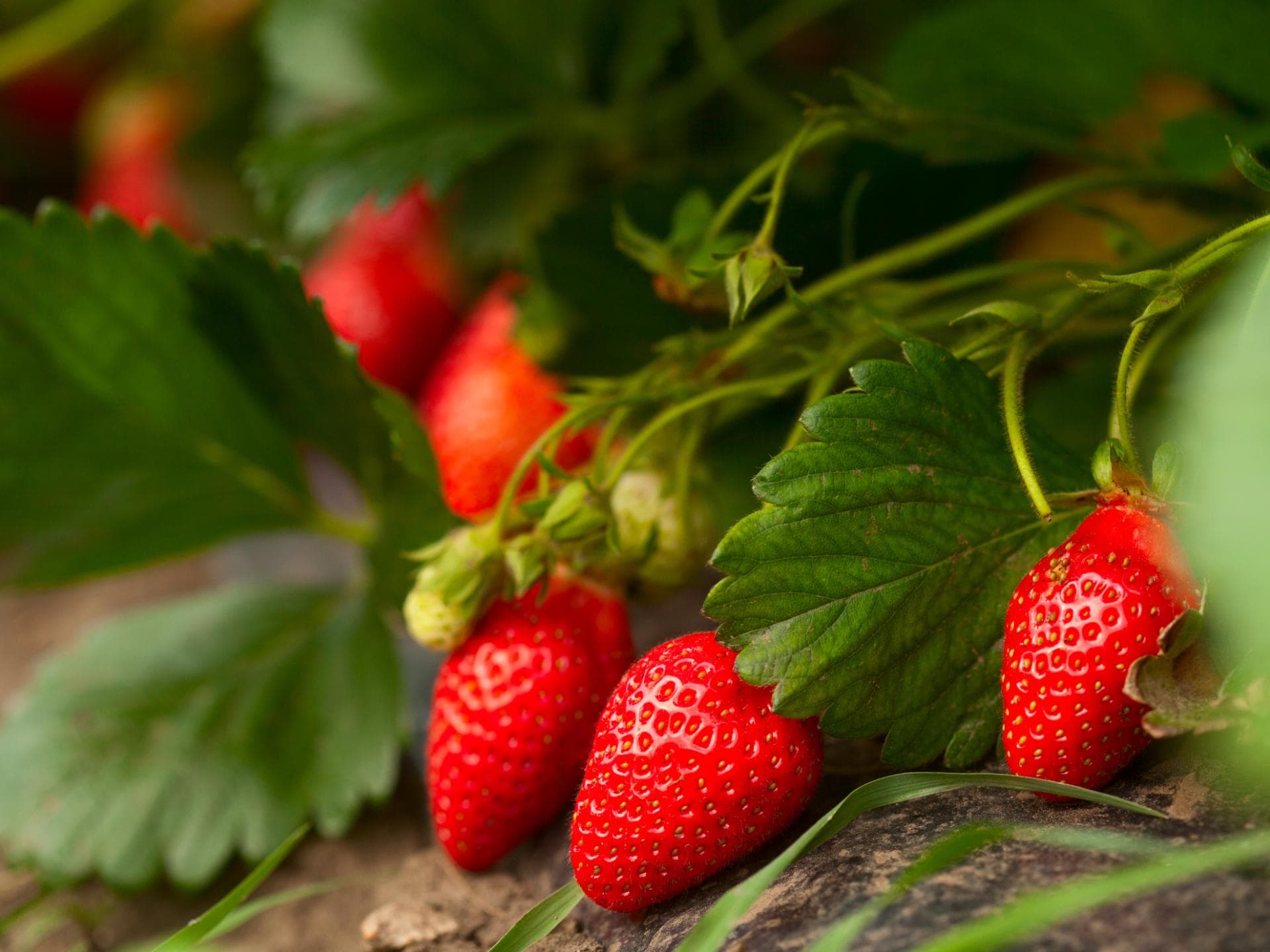 Erdbeeren