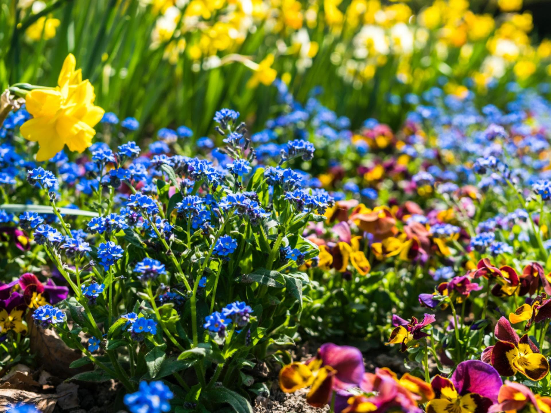 Blumenbeet mit Frühblühern Blumenbeet mit Frühblühern