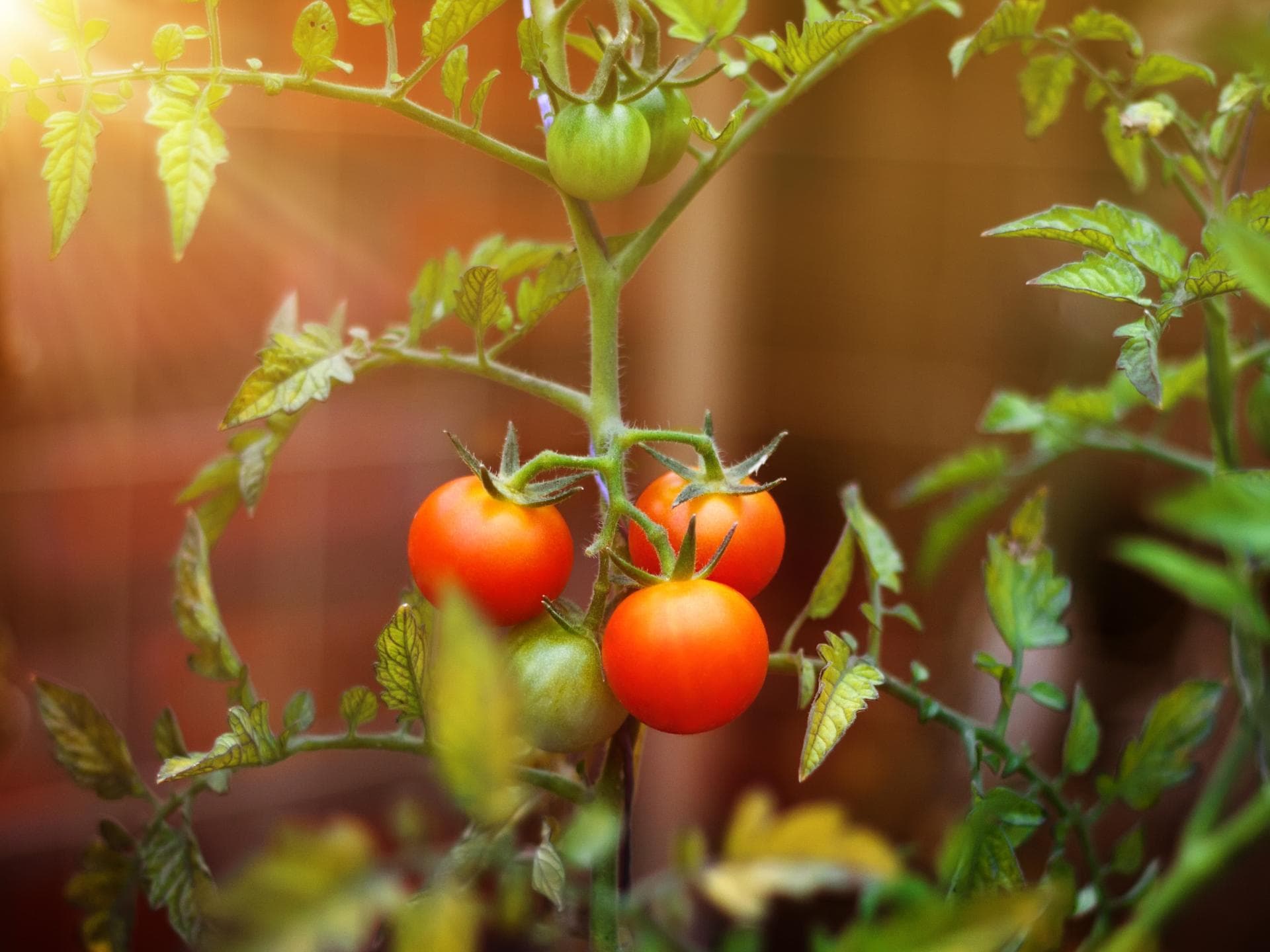 Tomatenpflanze