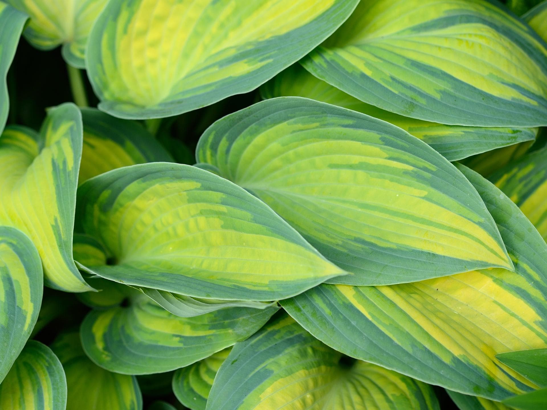 Funkie (Hosta)