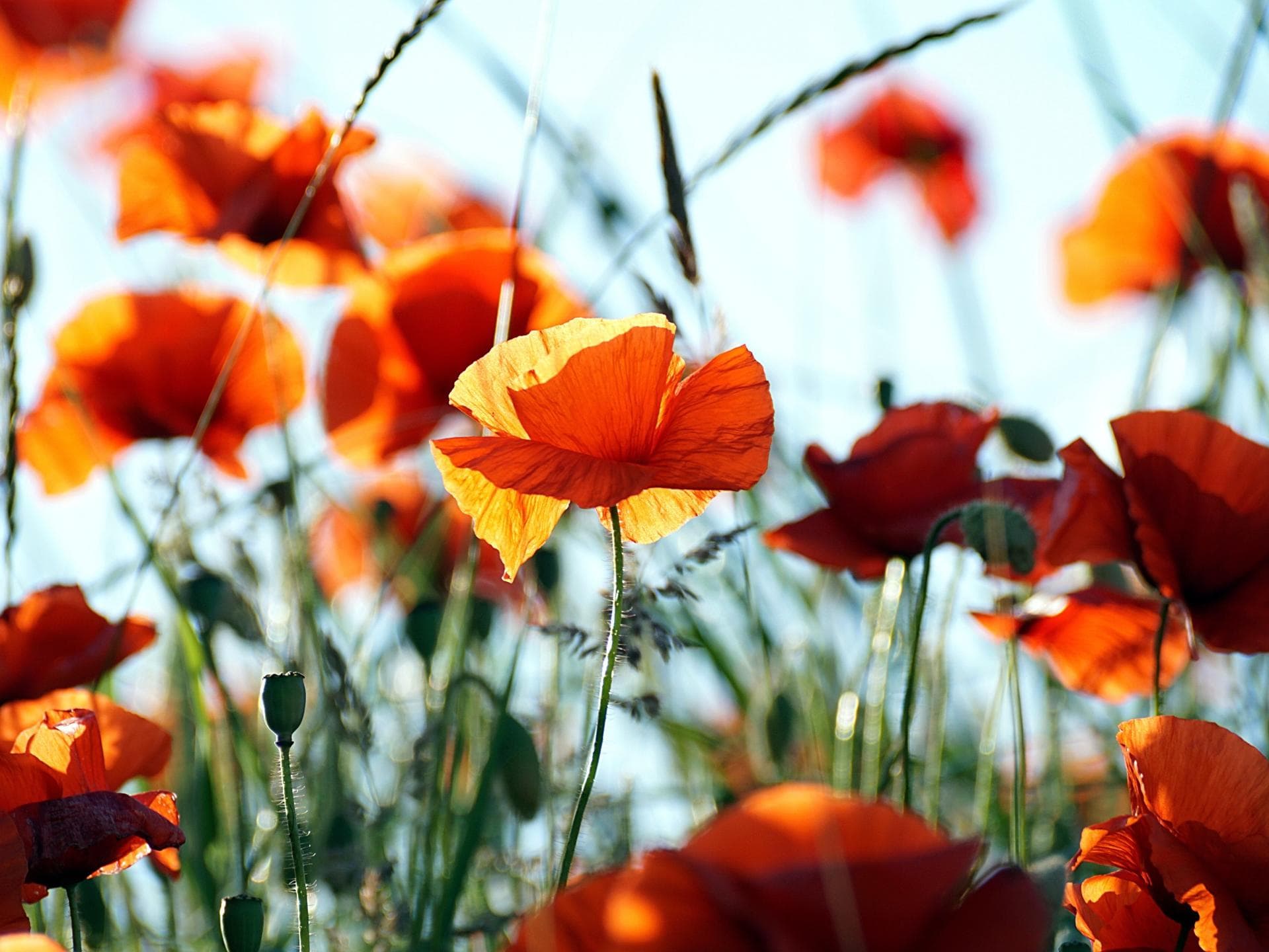 Klatschmohn