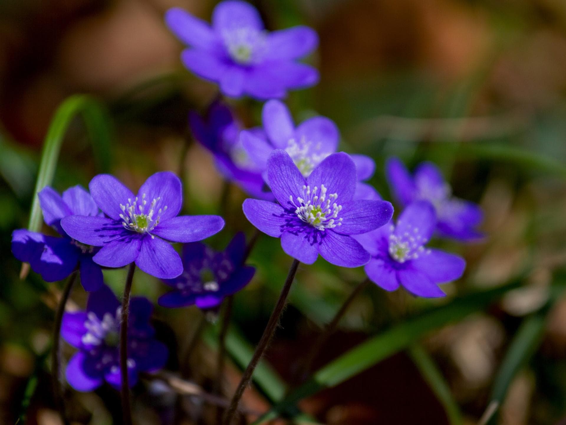 Leberblümchen Leberblümchen