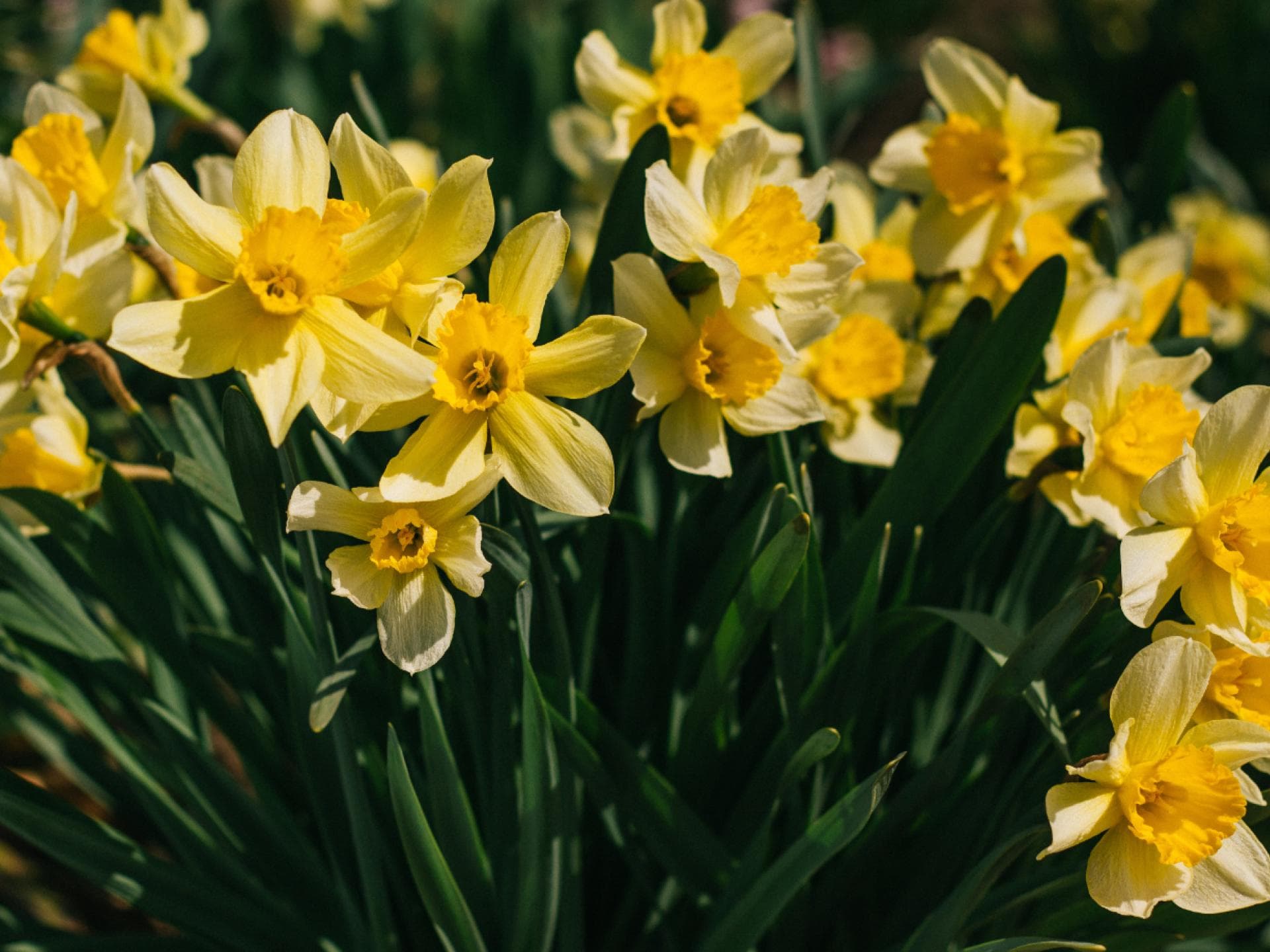 Narzissen im Frühling