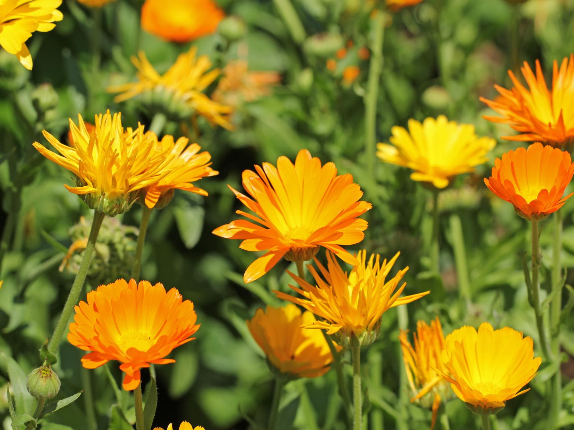 Ringelblumen