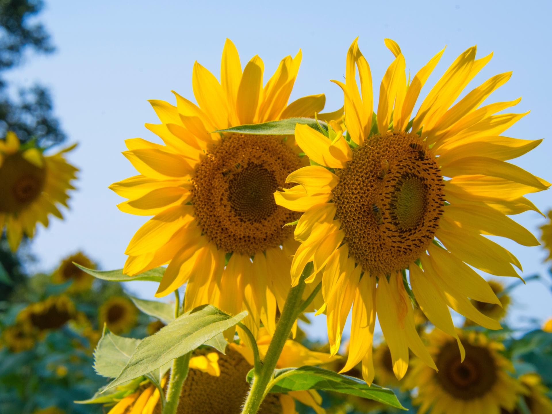 Sonnenblumen