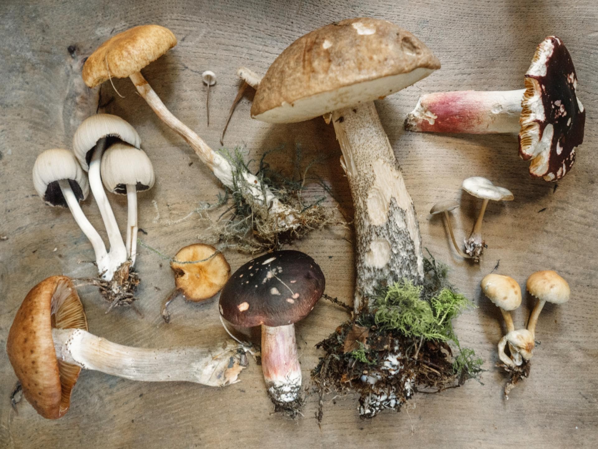 Verschiedene Sorten Pilze