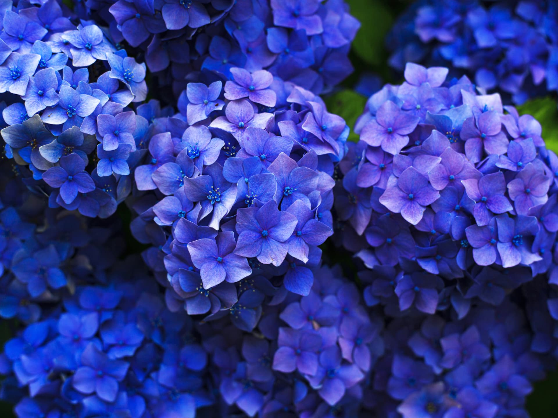Blaue Hortensien