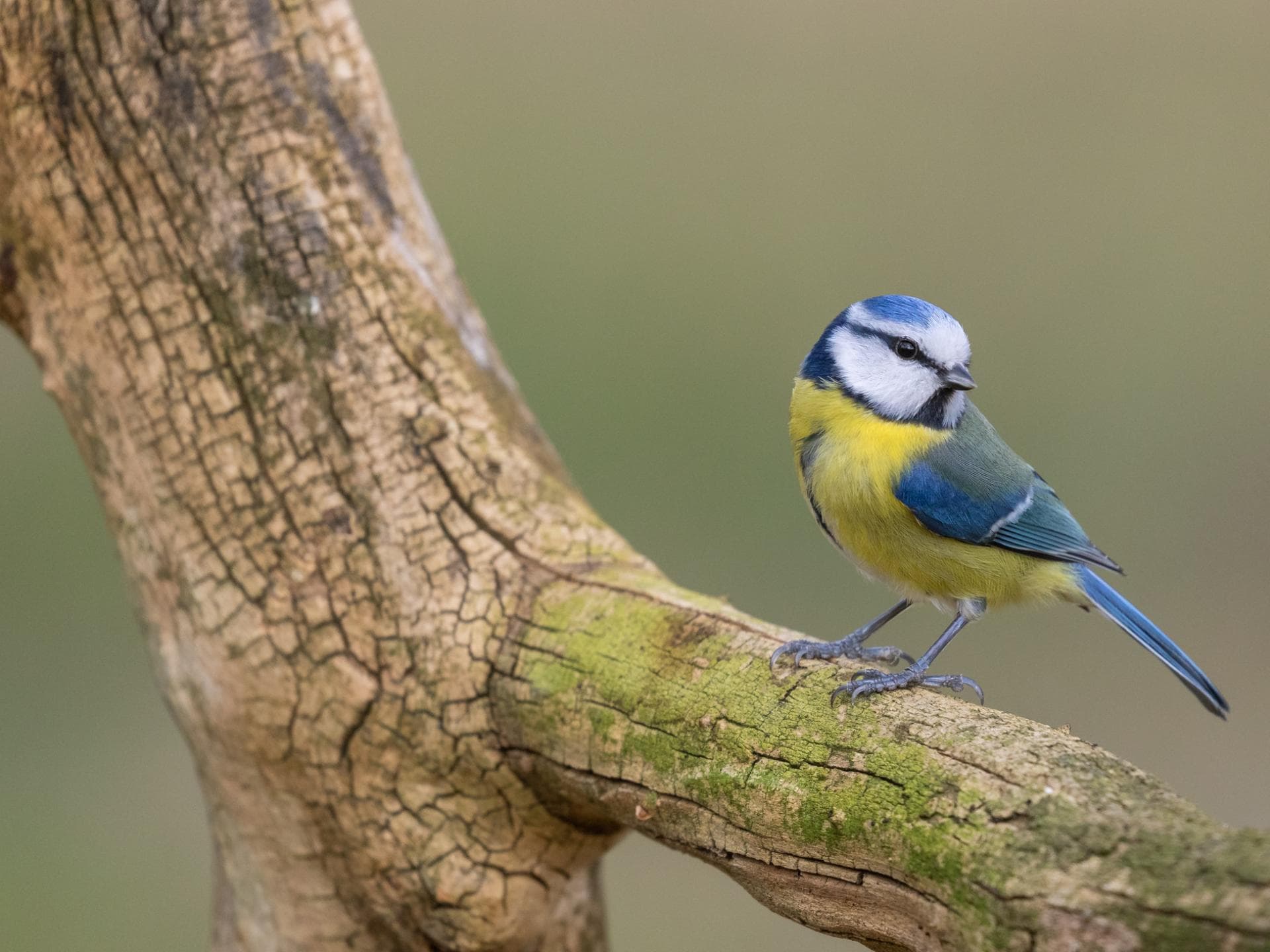Blaumeise