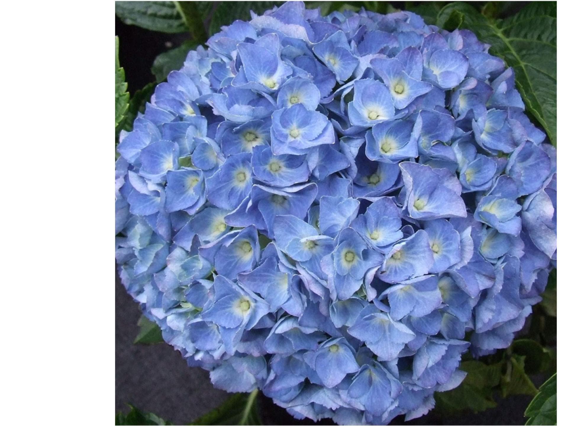 Japanhortensie