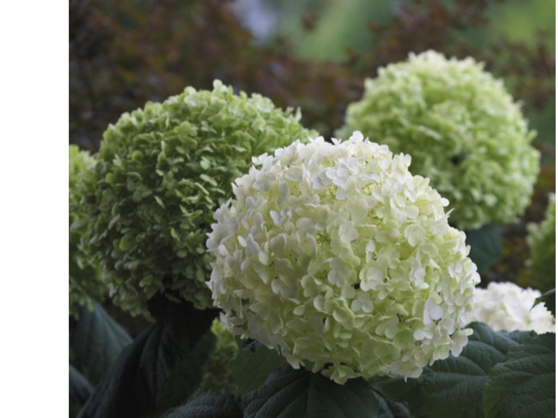 Hortensie weiß