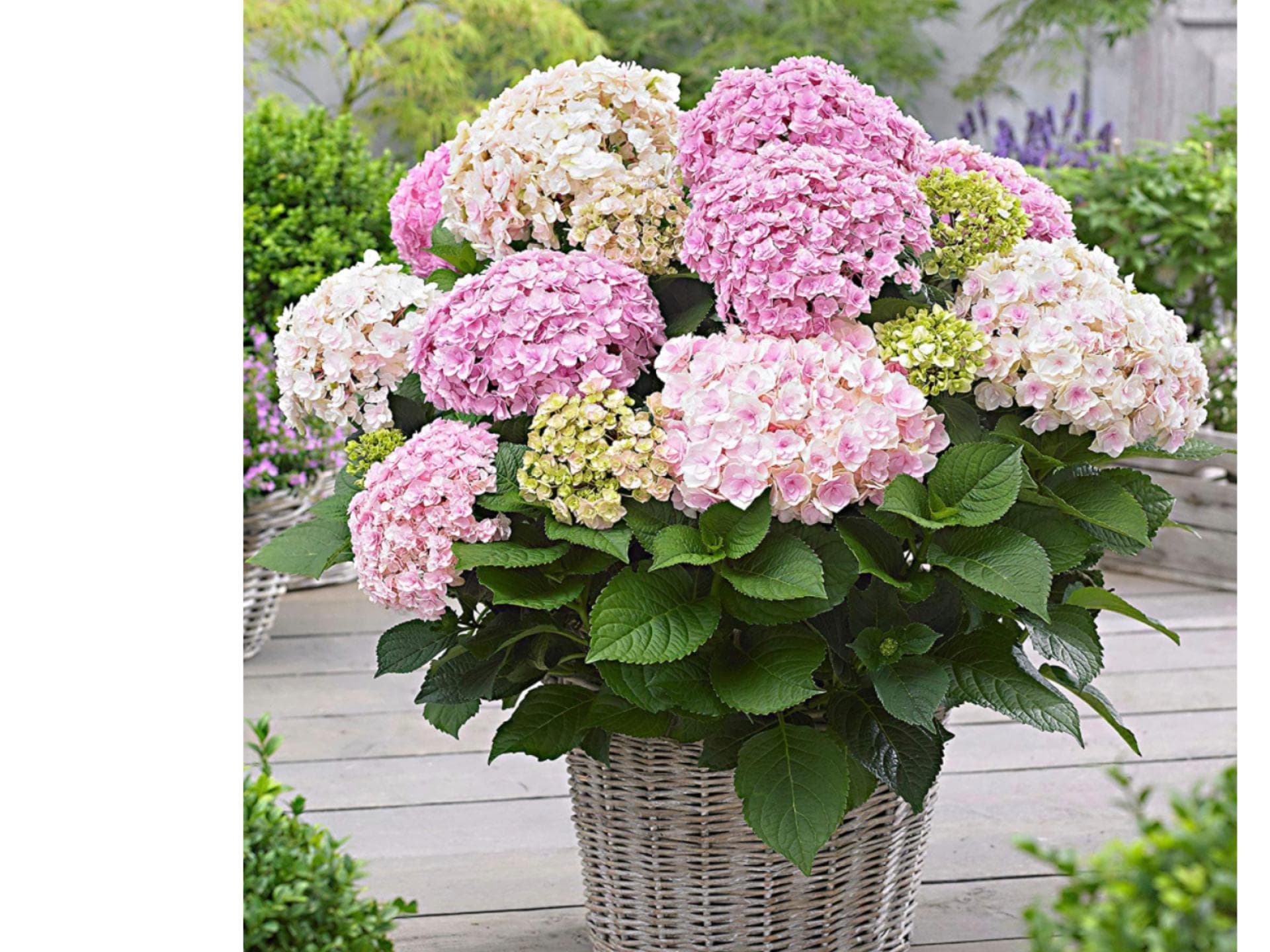 Hortensie rosa gelb