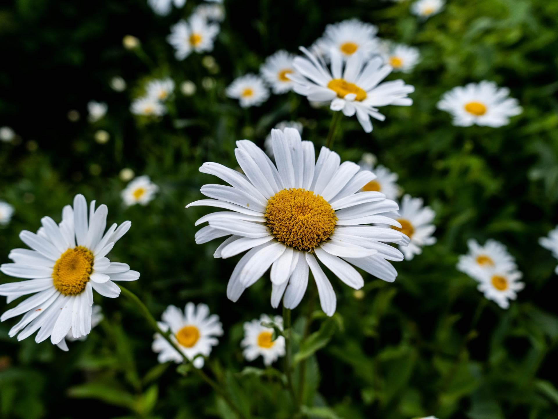 Margeriten
