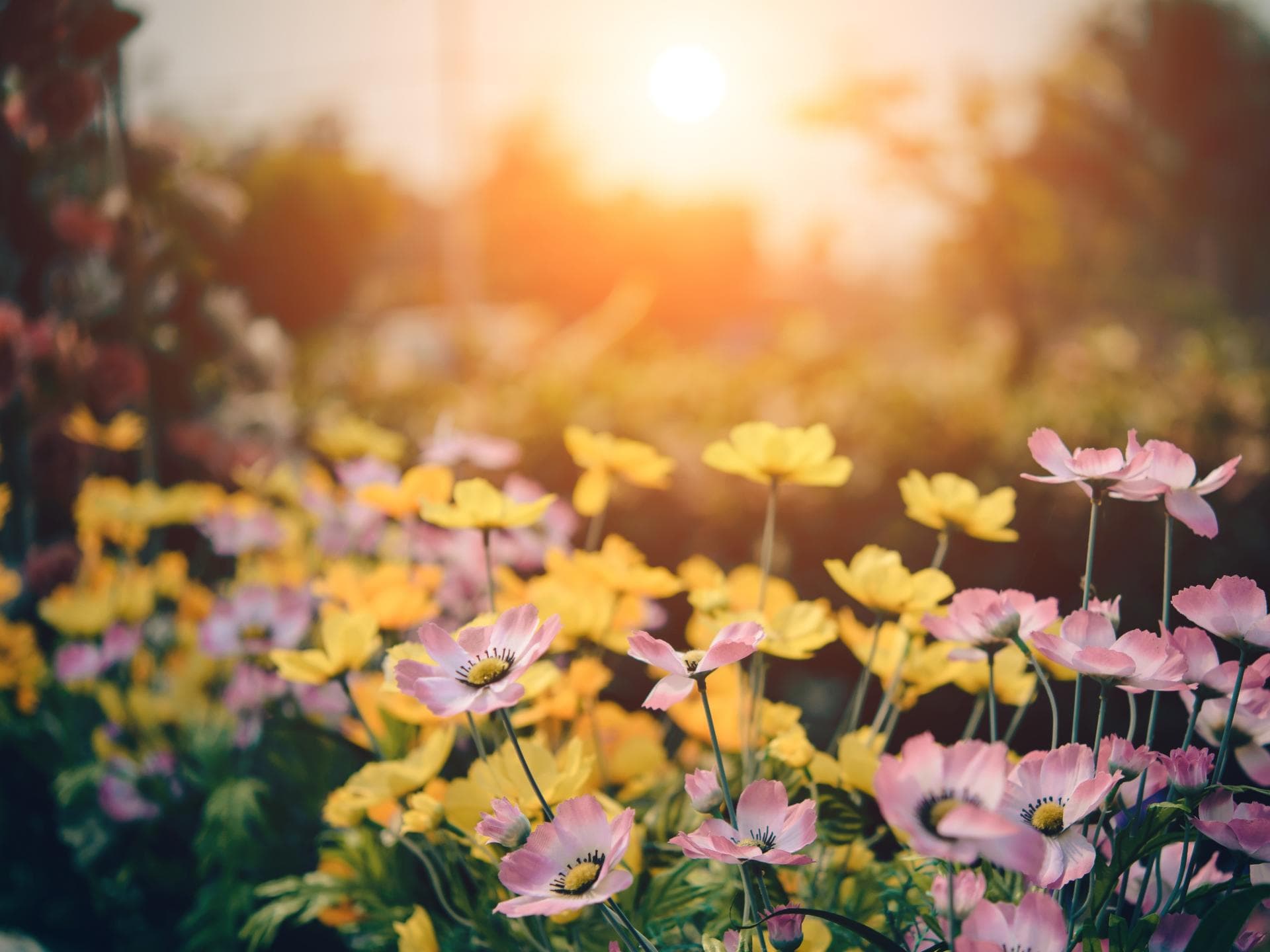 Blumen