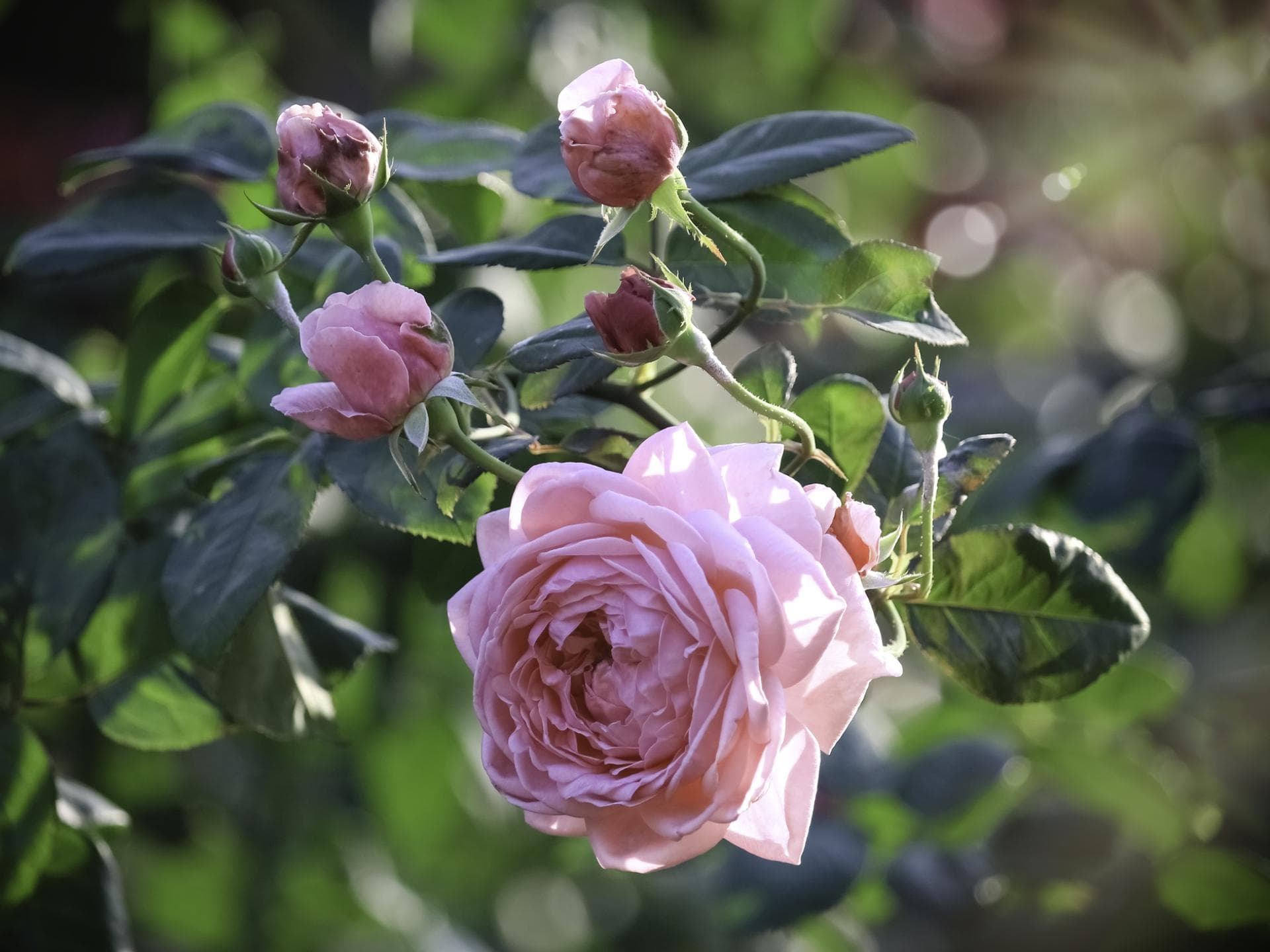 Englische Rose