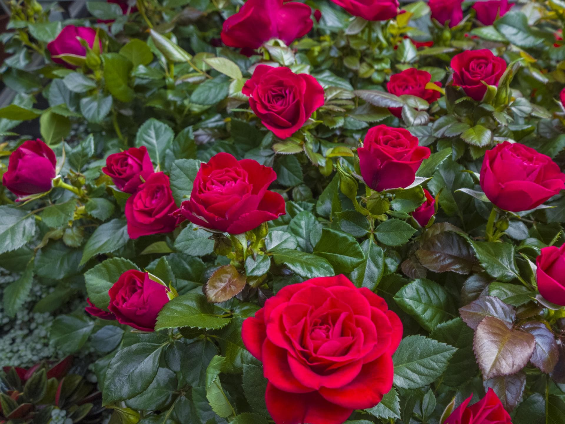 Rote Rosen