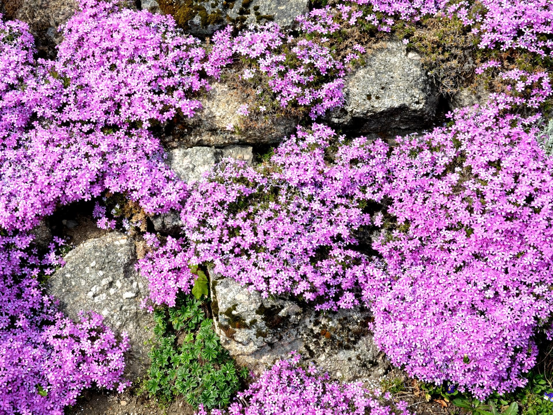 Steingarten mit Teppichphlox