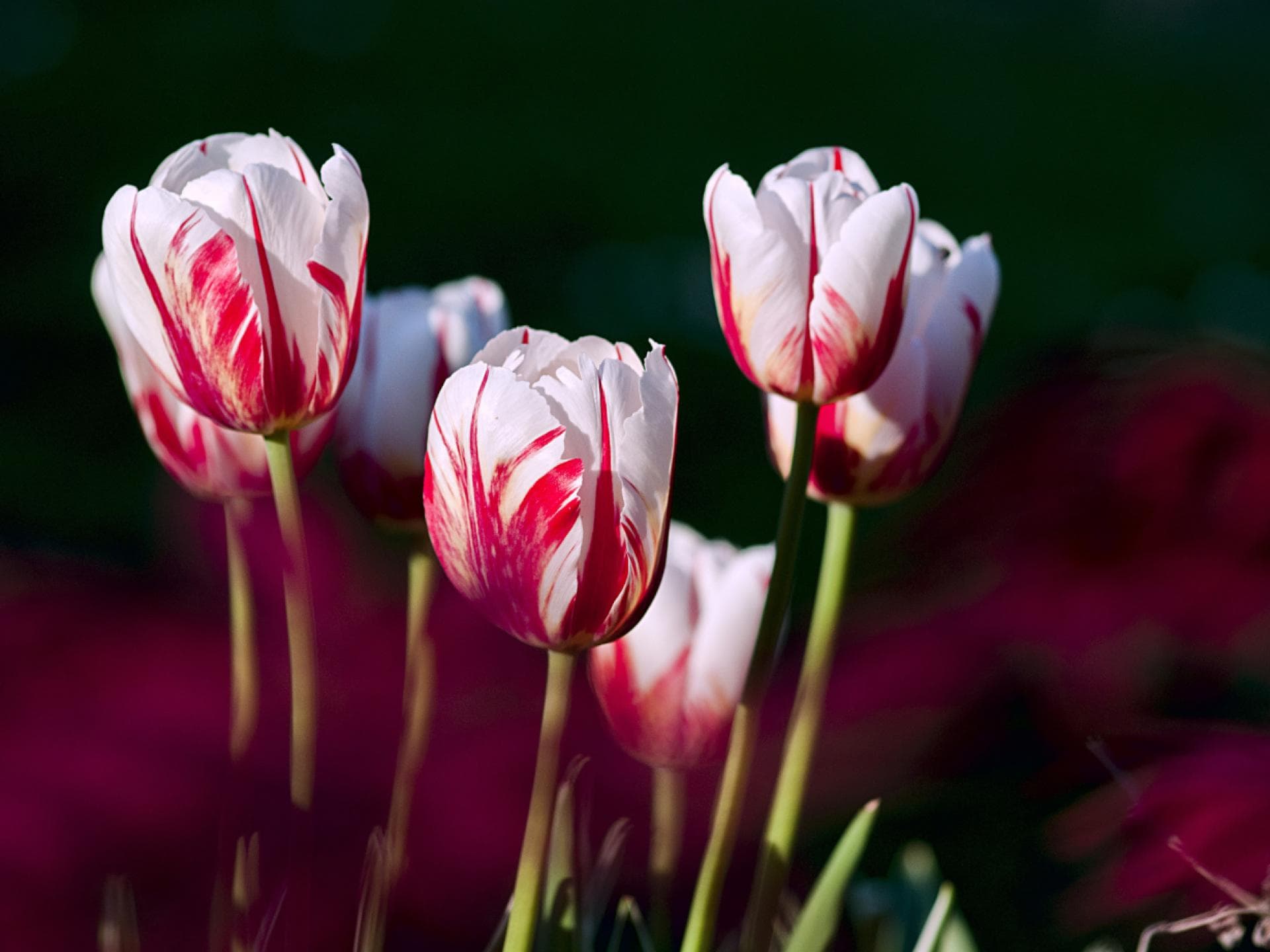 Zweifarbige Tulpen Zweifarbige Tulpen