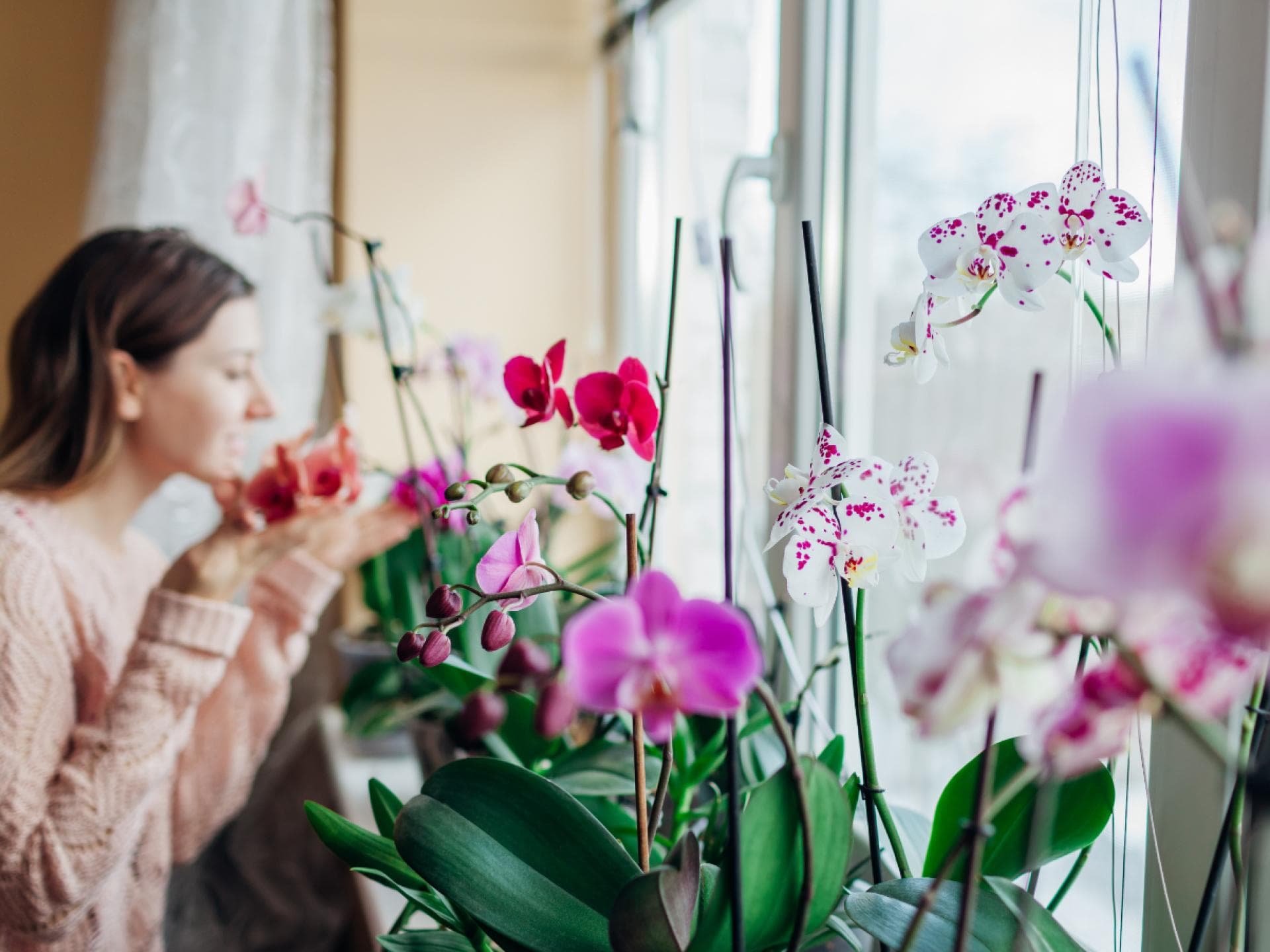 Duftende Zimmerpflanzen: 5 Blumen gegen schlechte Gerche