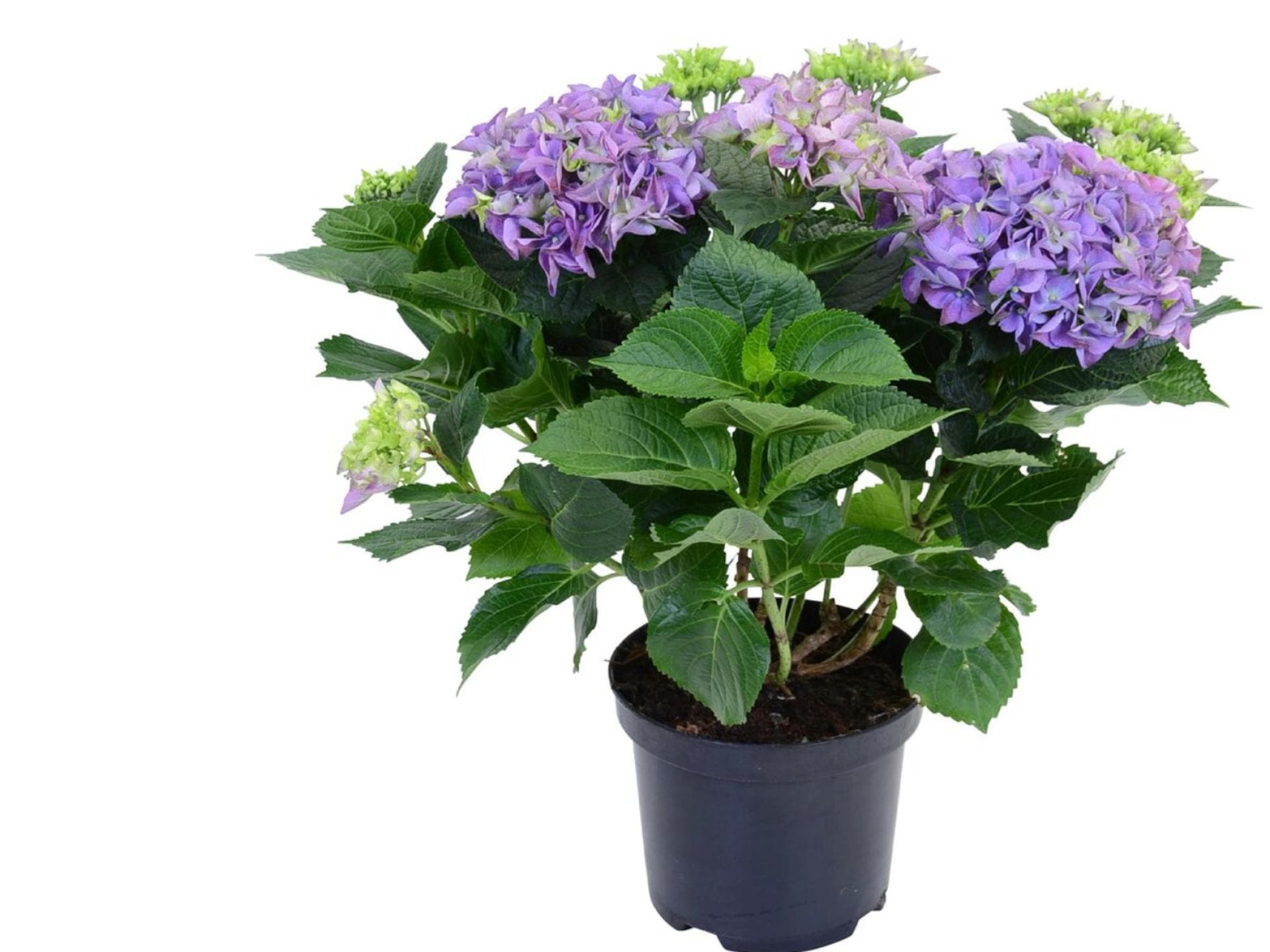 Bauernhortensie Obi