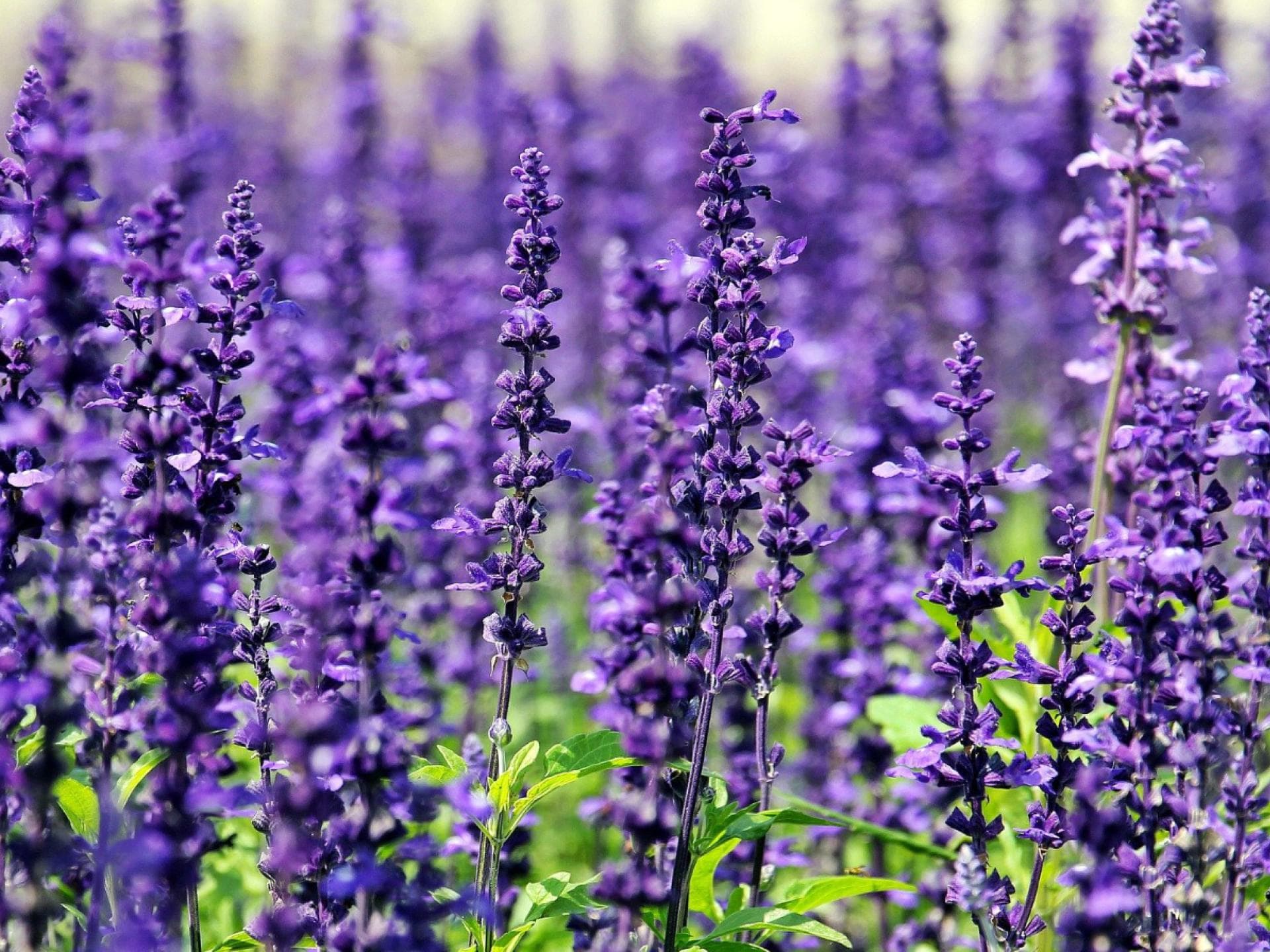 Lavendel