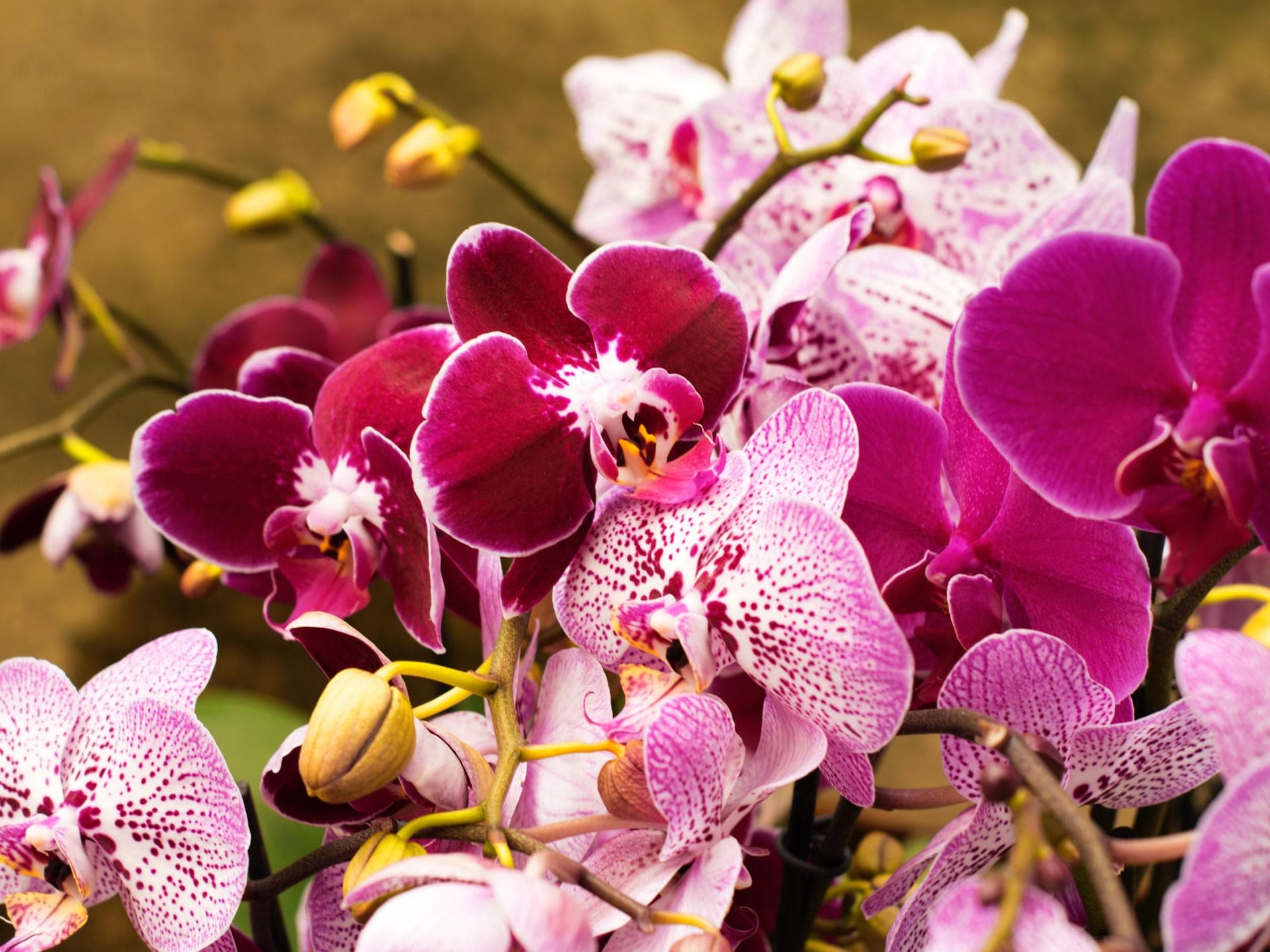 Orchideen
