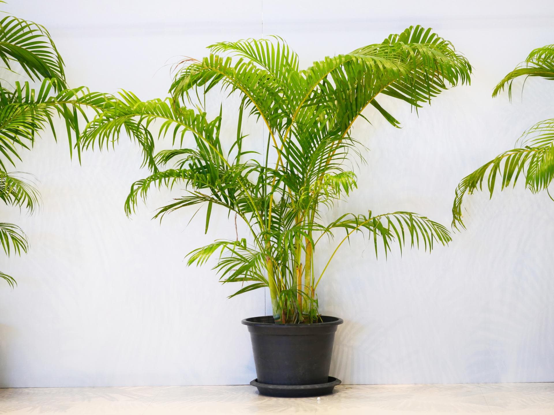 Palme im Kübel
