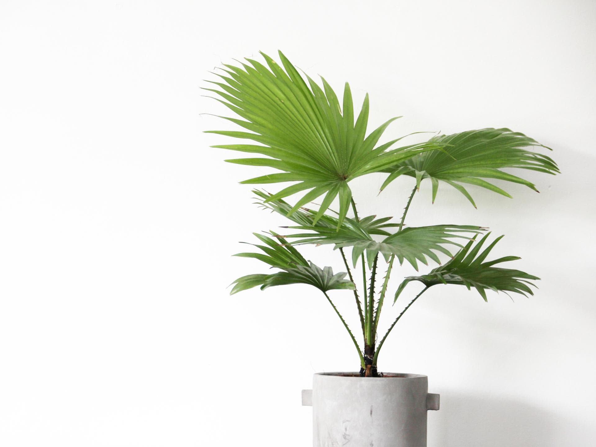 Palme im Topf