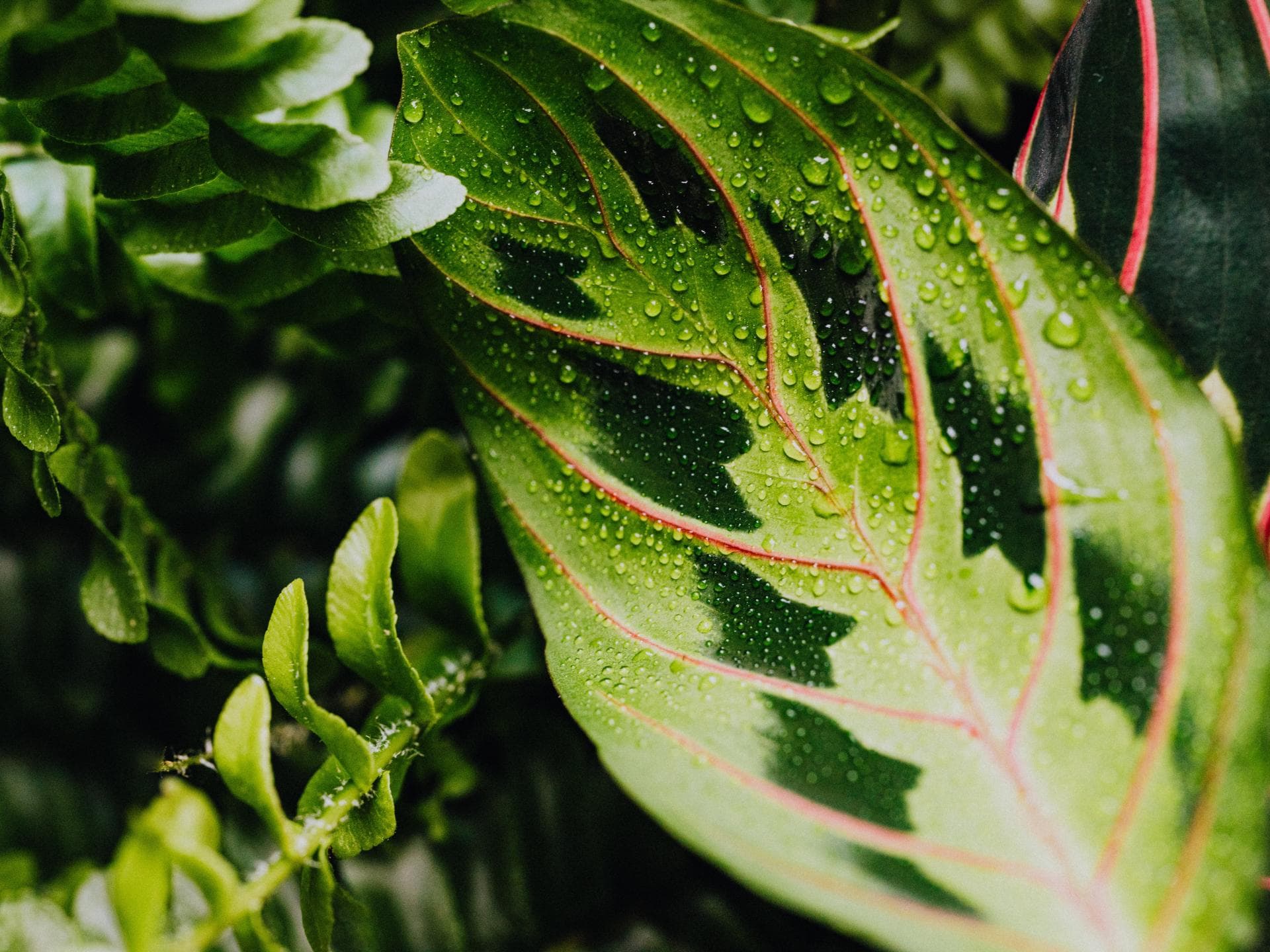 Calathea