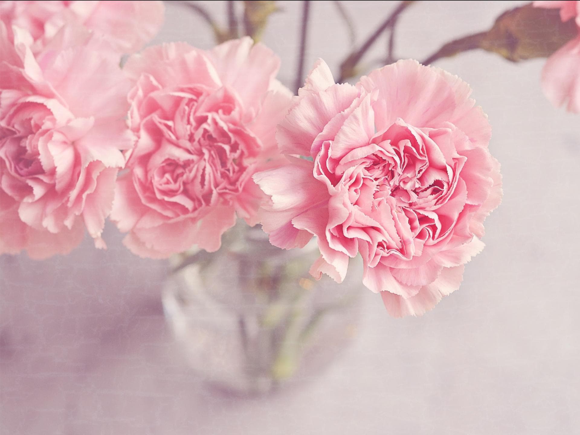 Nelken Blumen 