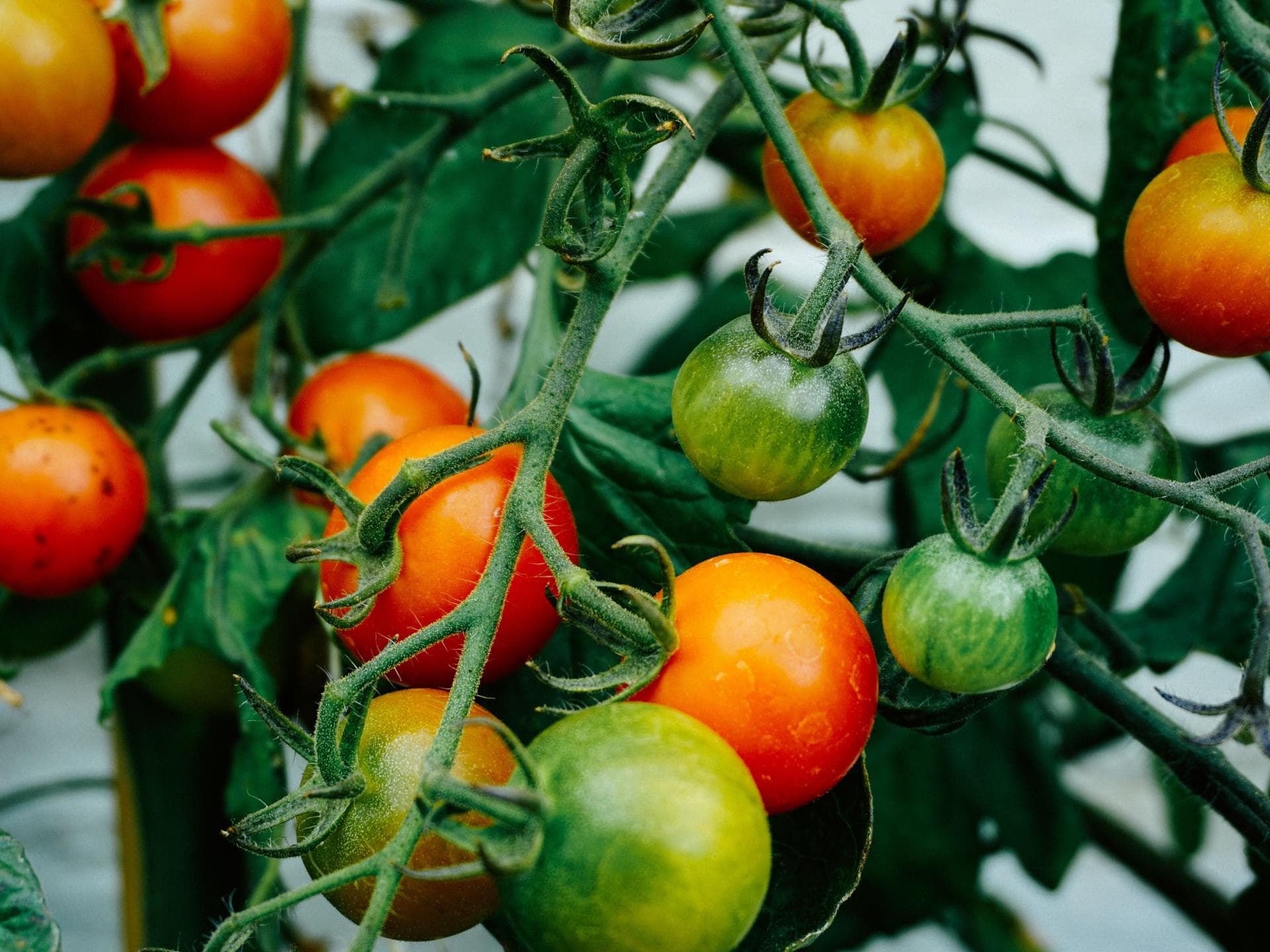 Tomatenstrauch