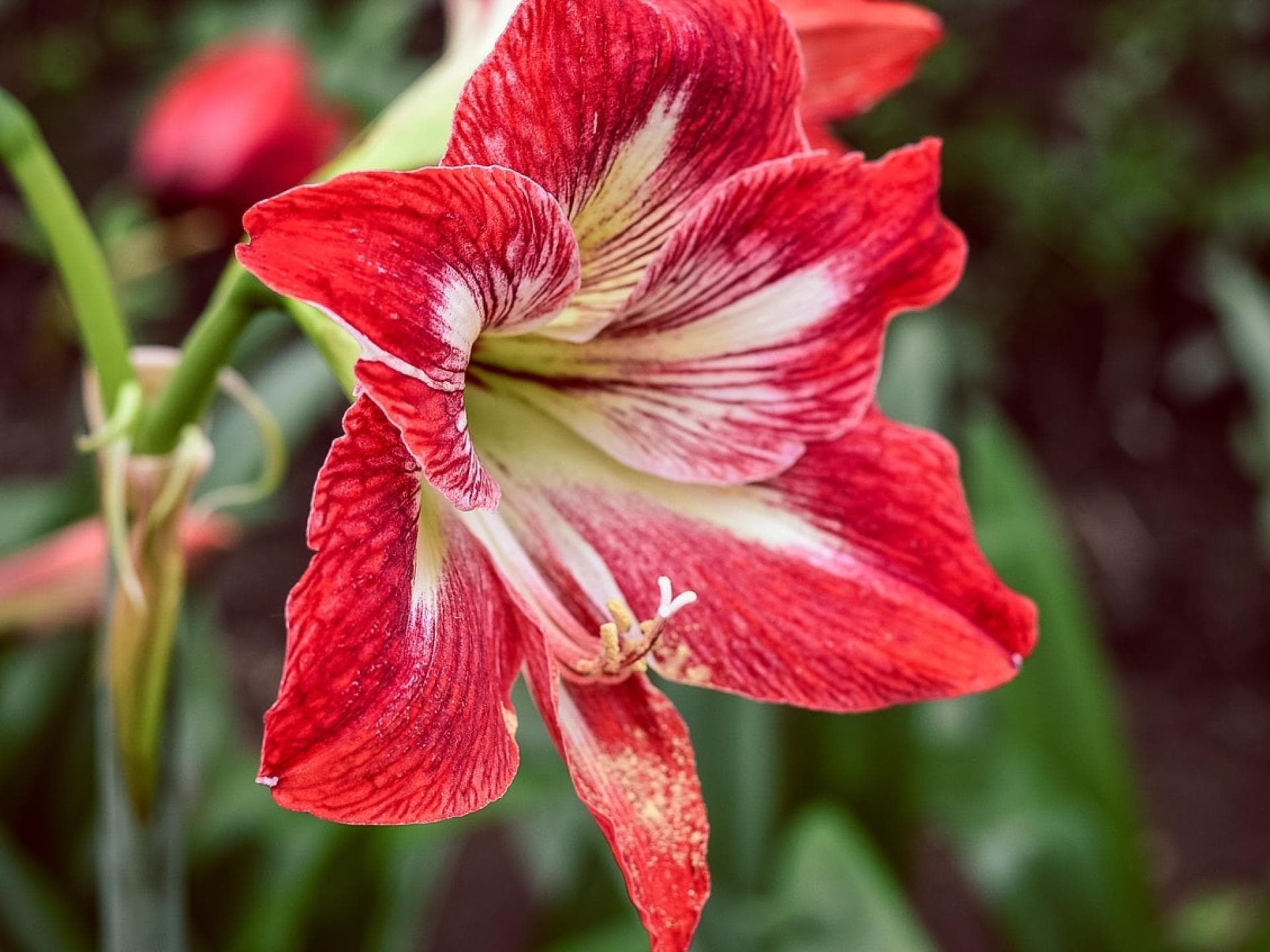 Rote Amaryllis.
