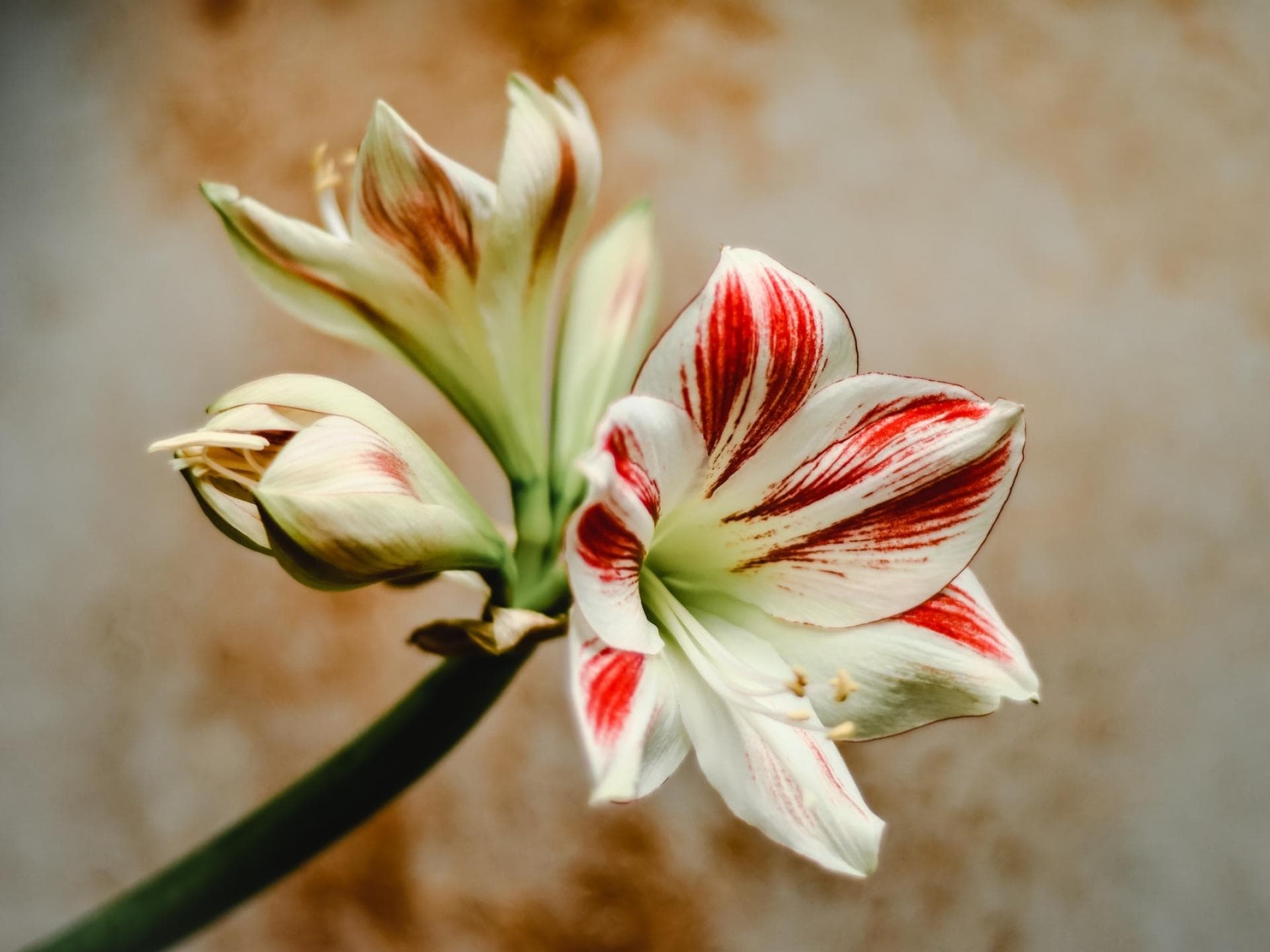 Weiße Amaryllis.