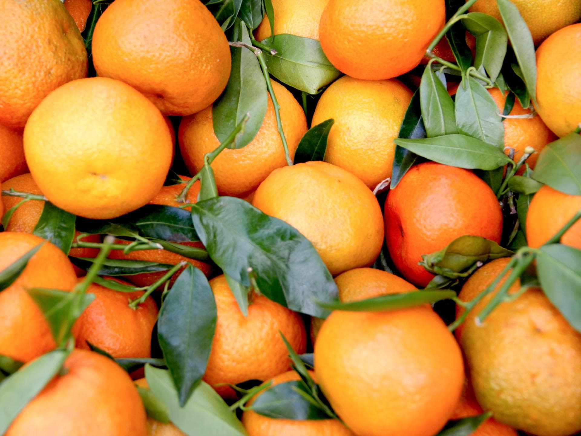 Orangen