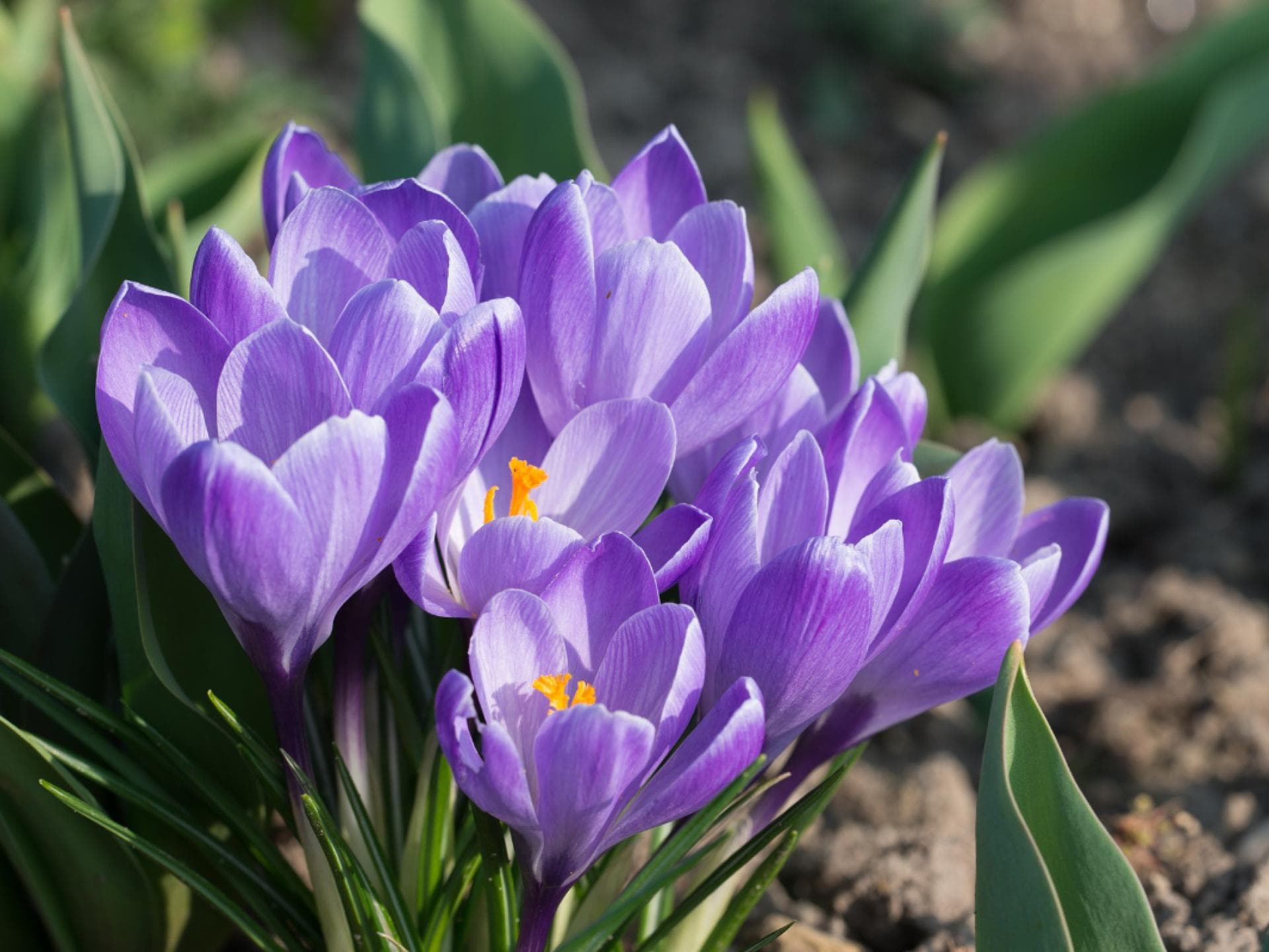 Krokusse im Frühling