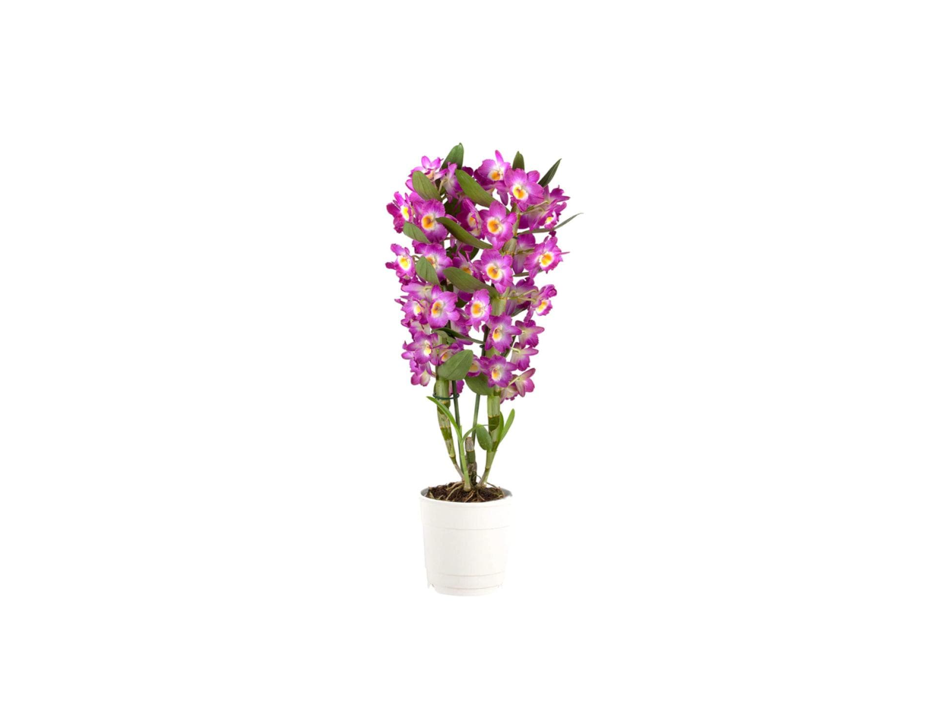 Orchidee