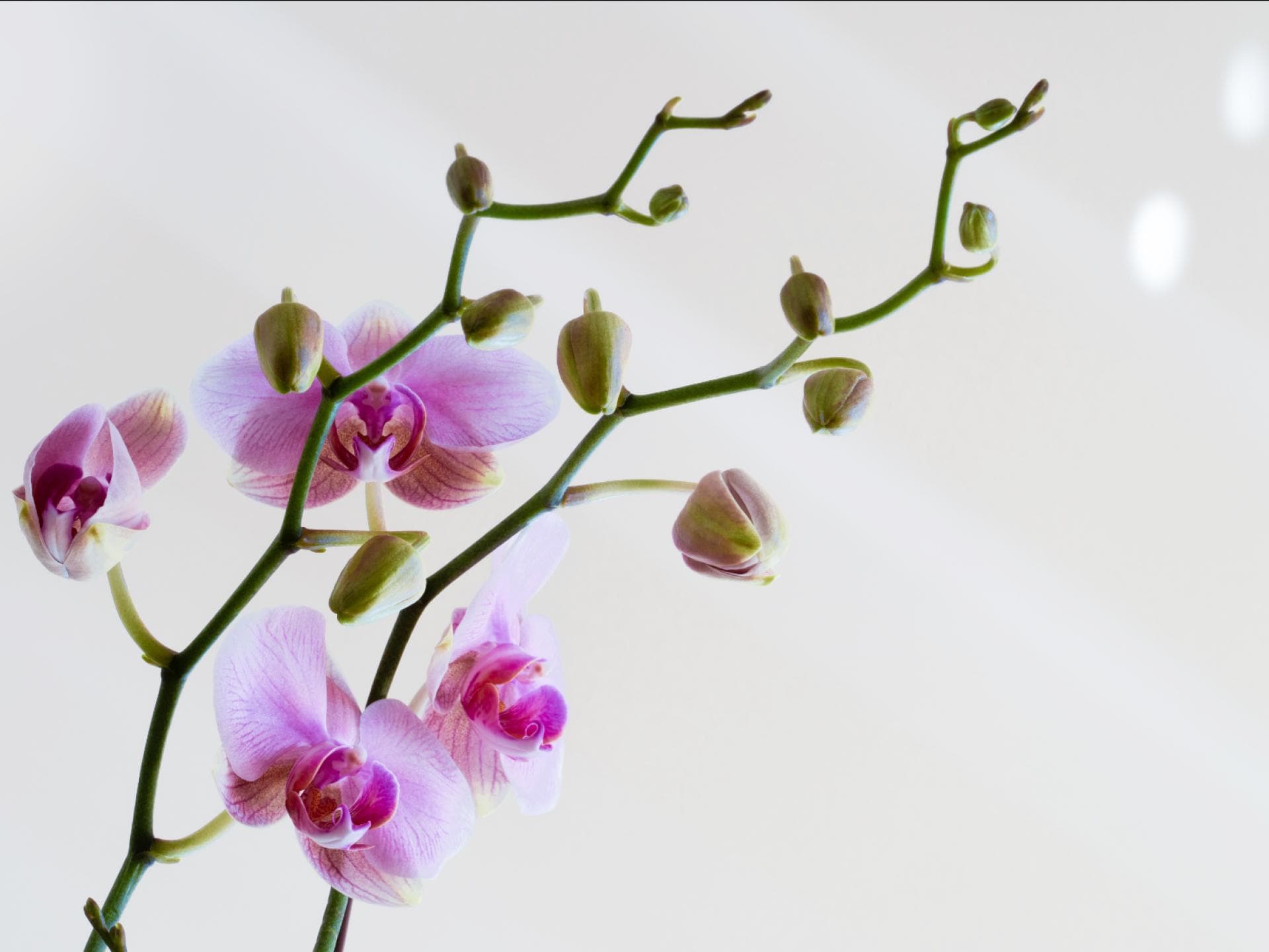 Orchideen