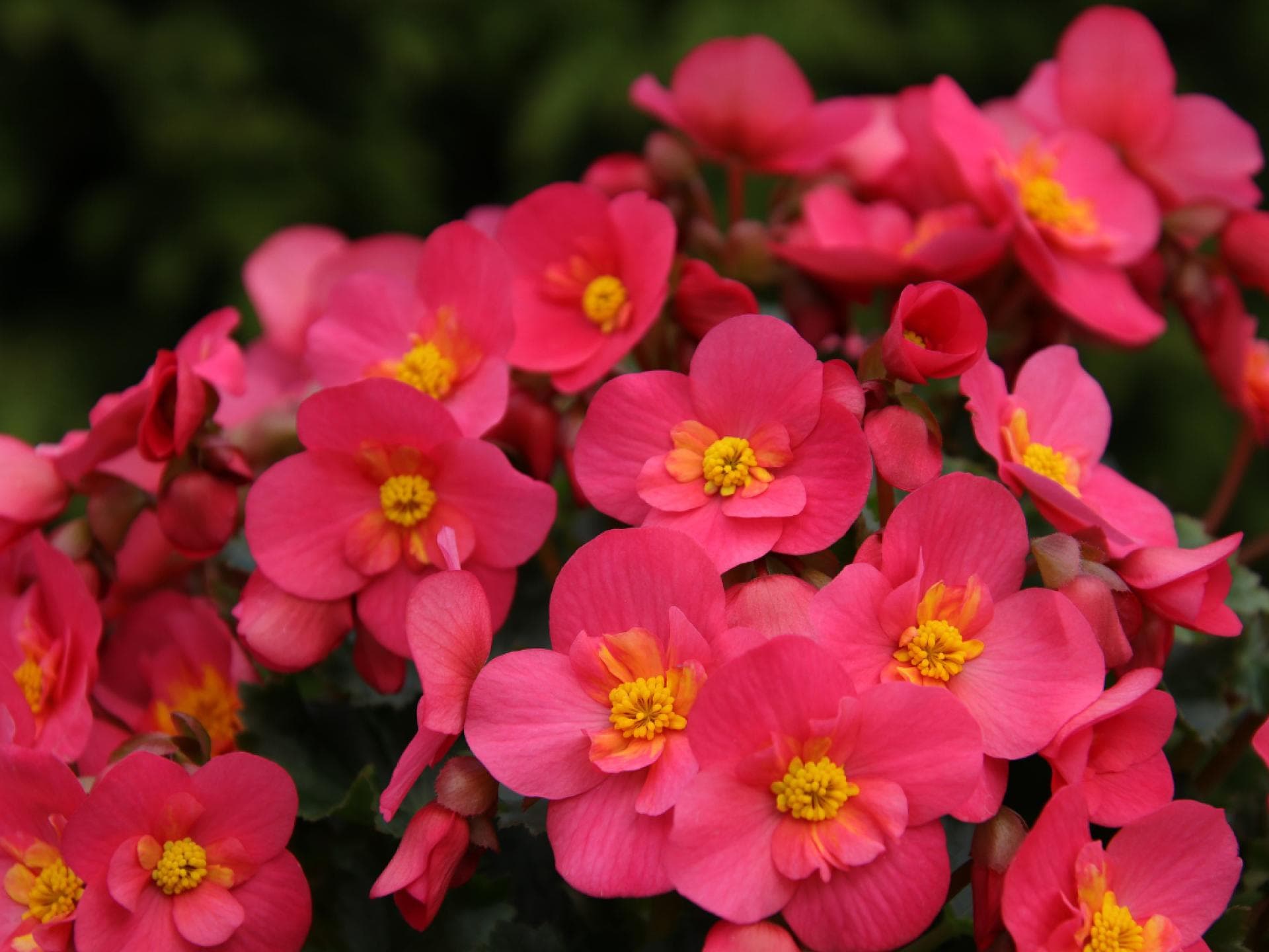 Pflegeleichte Balkonblumen - Begonien