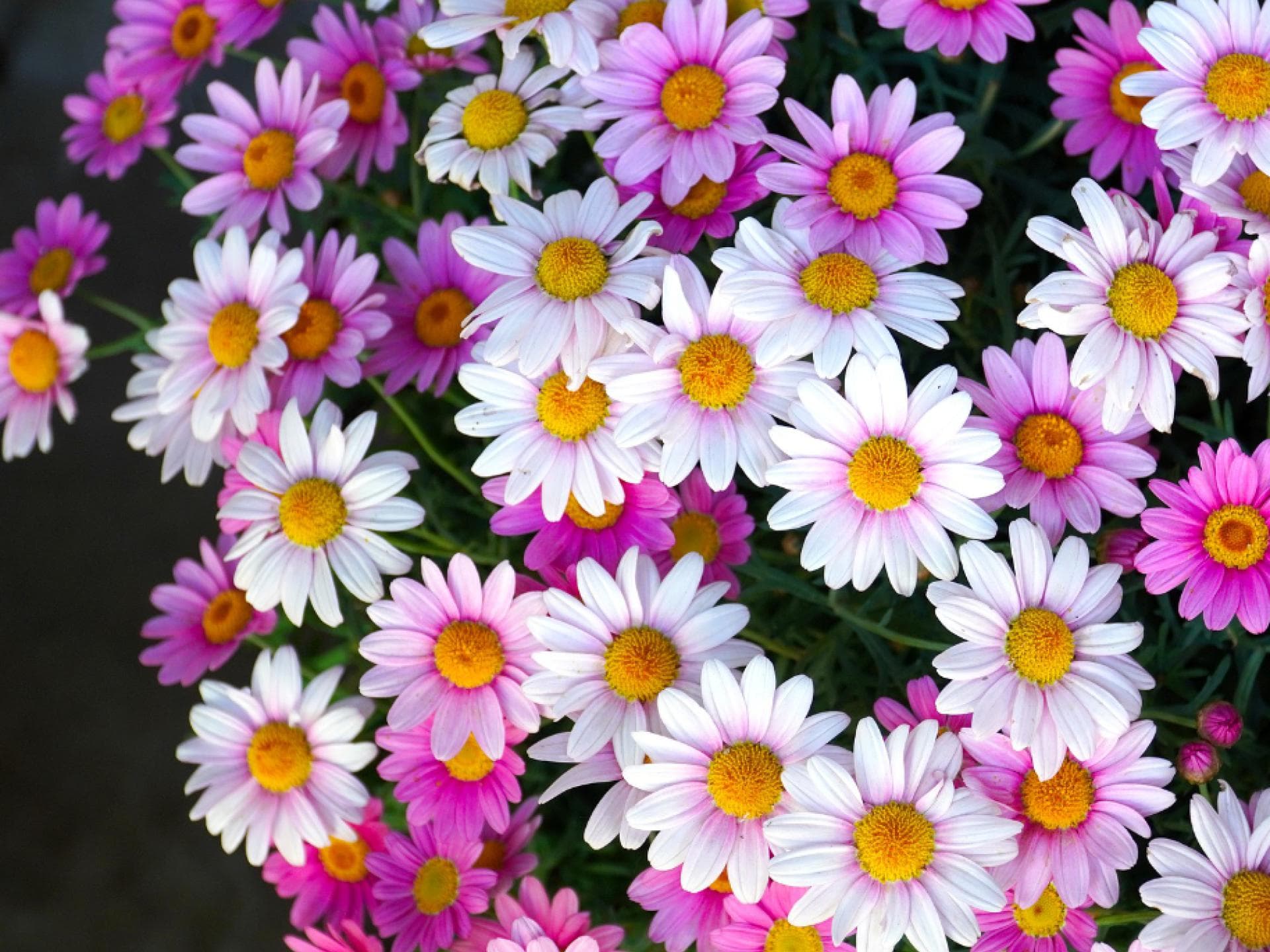 Pflegeleichte Balkonblumen - Kapkörbchen