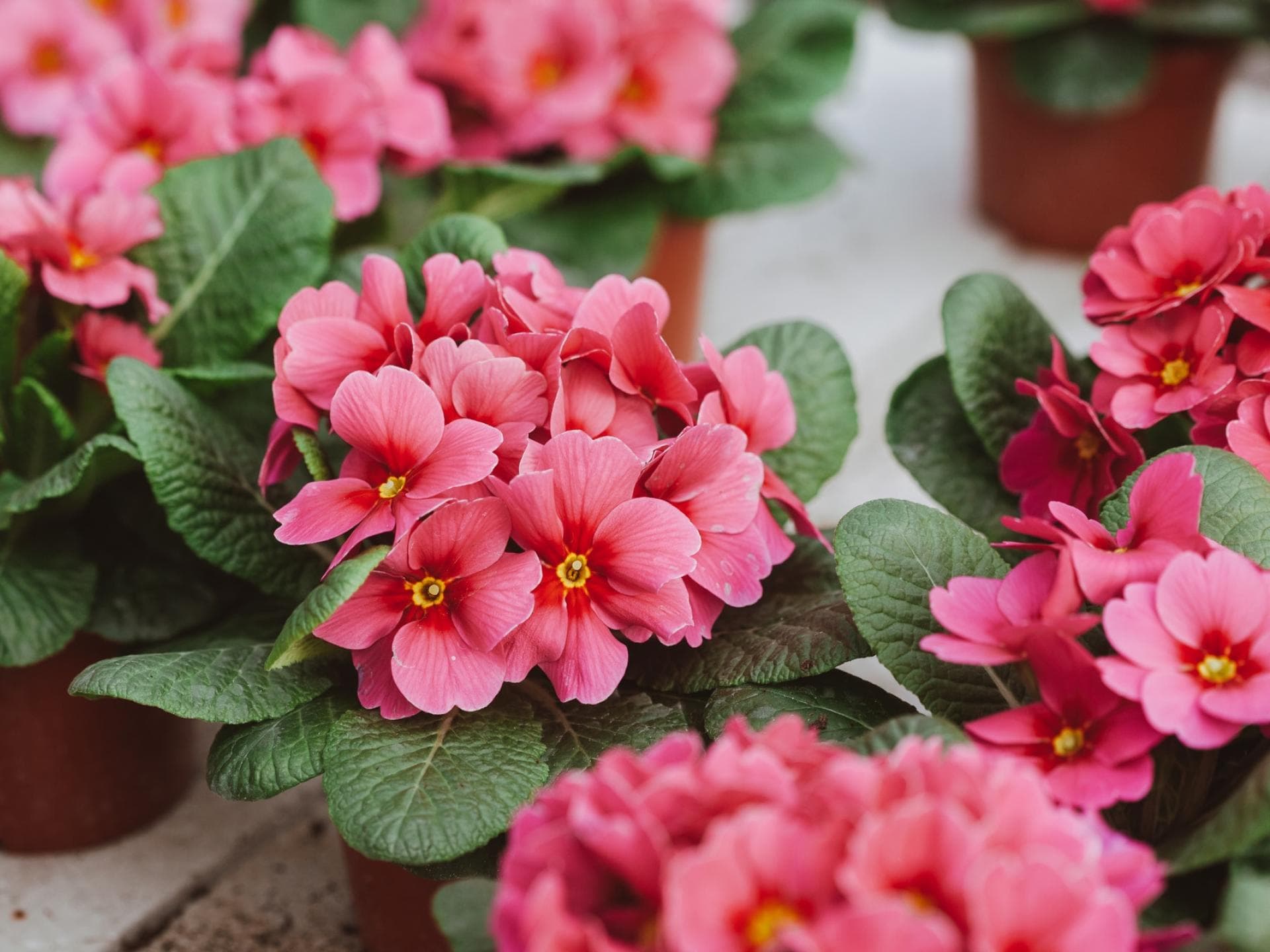 Pinke Primeln