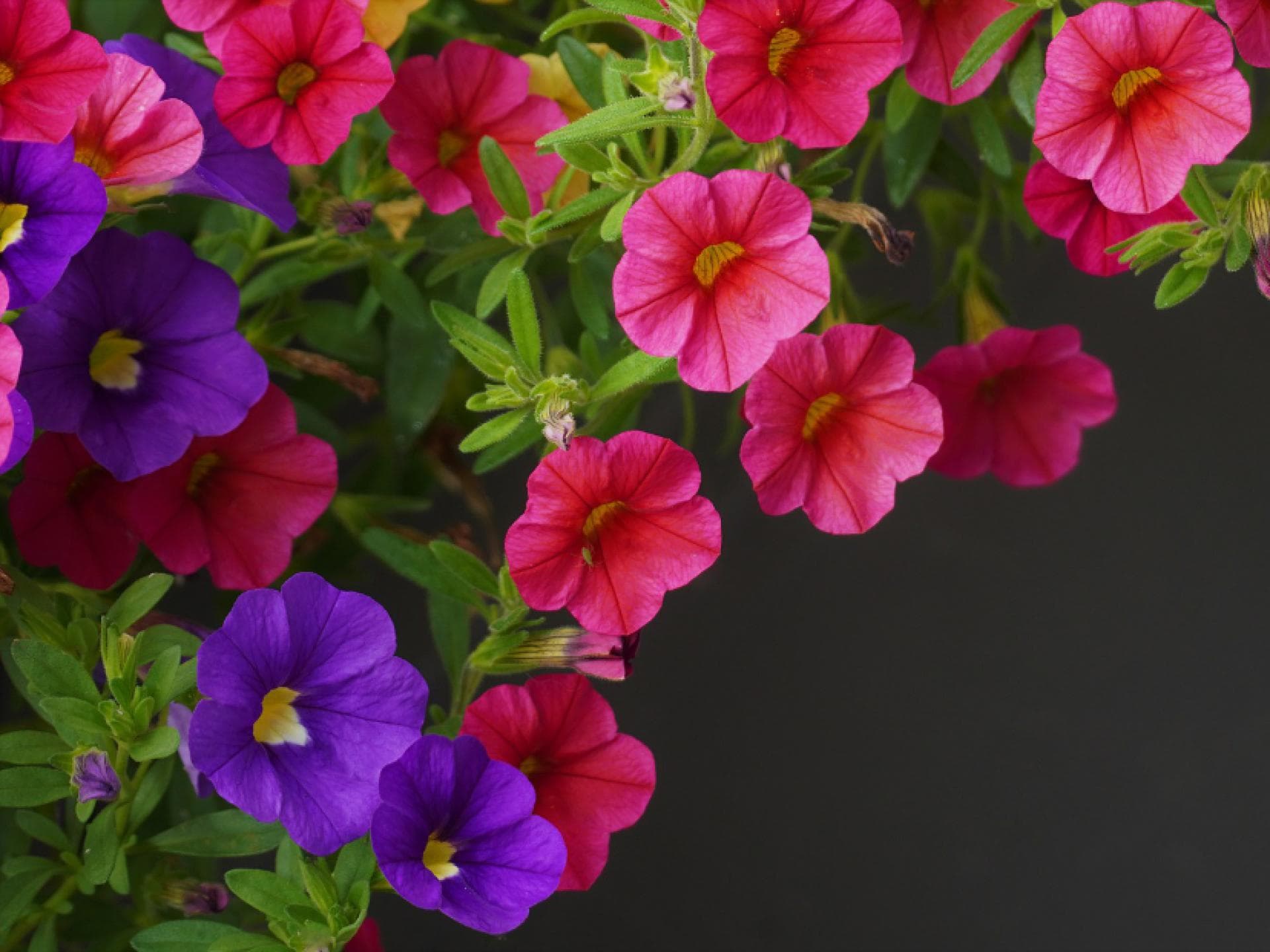 Pflegeleichte Balkonblumen - Zauberglöckchen