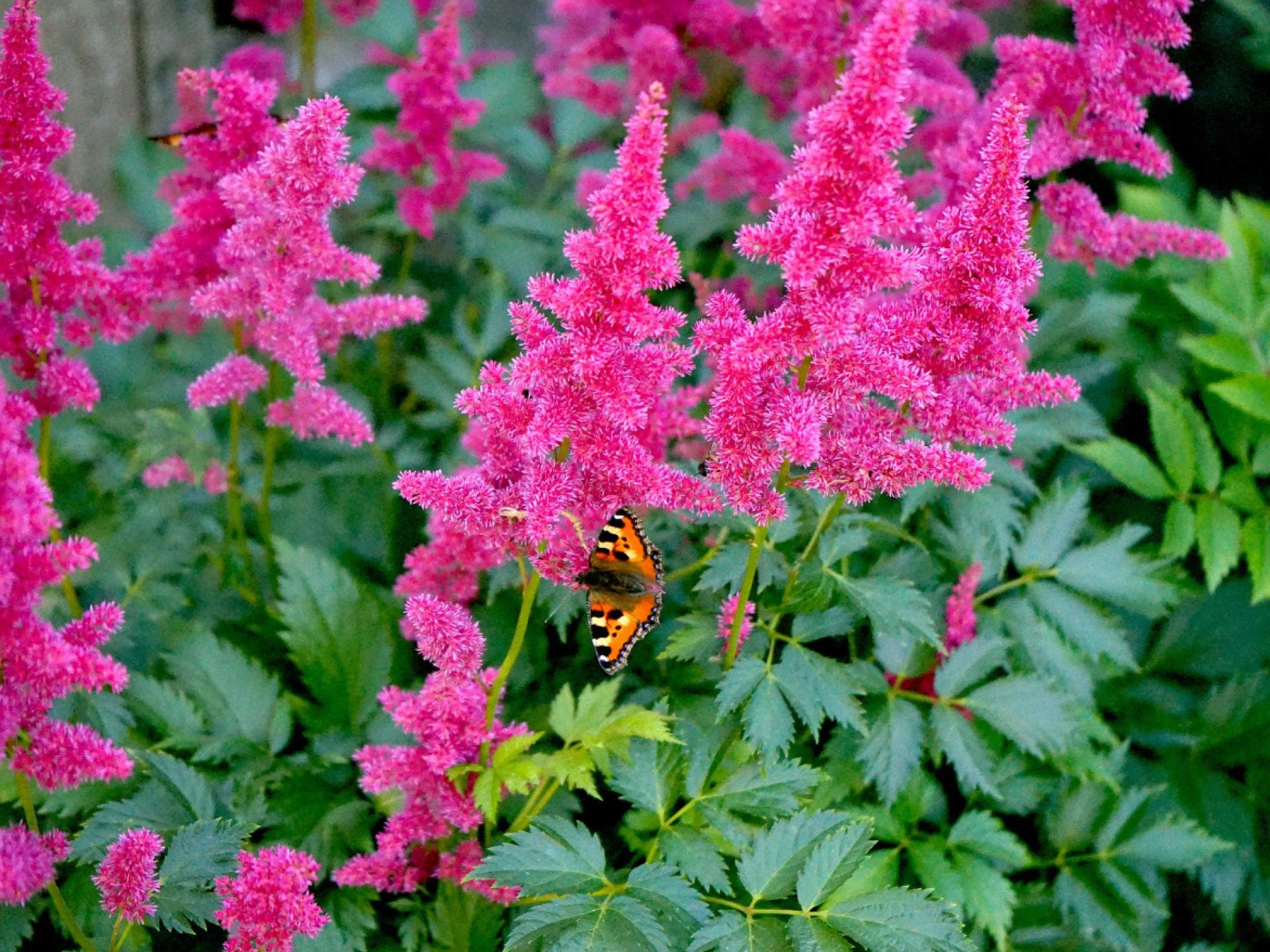 Astilbe Astilbe