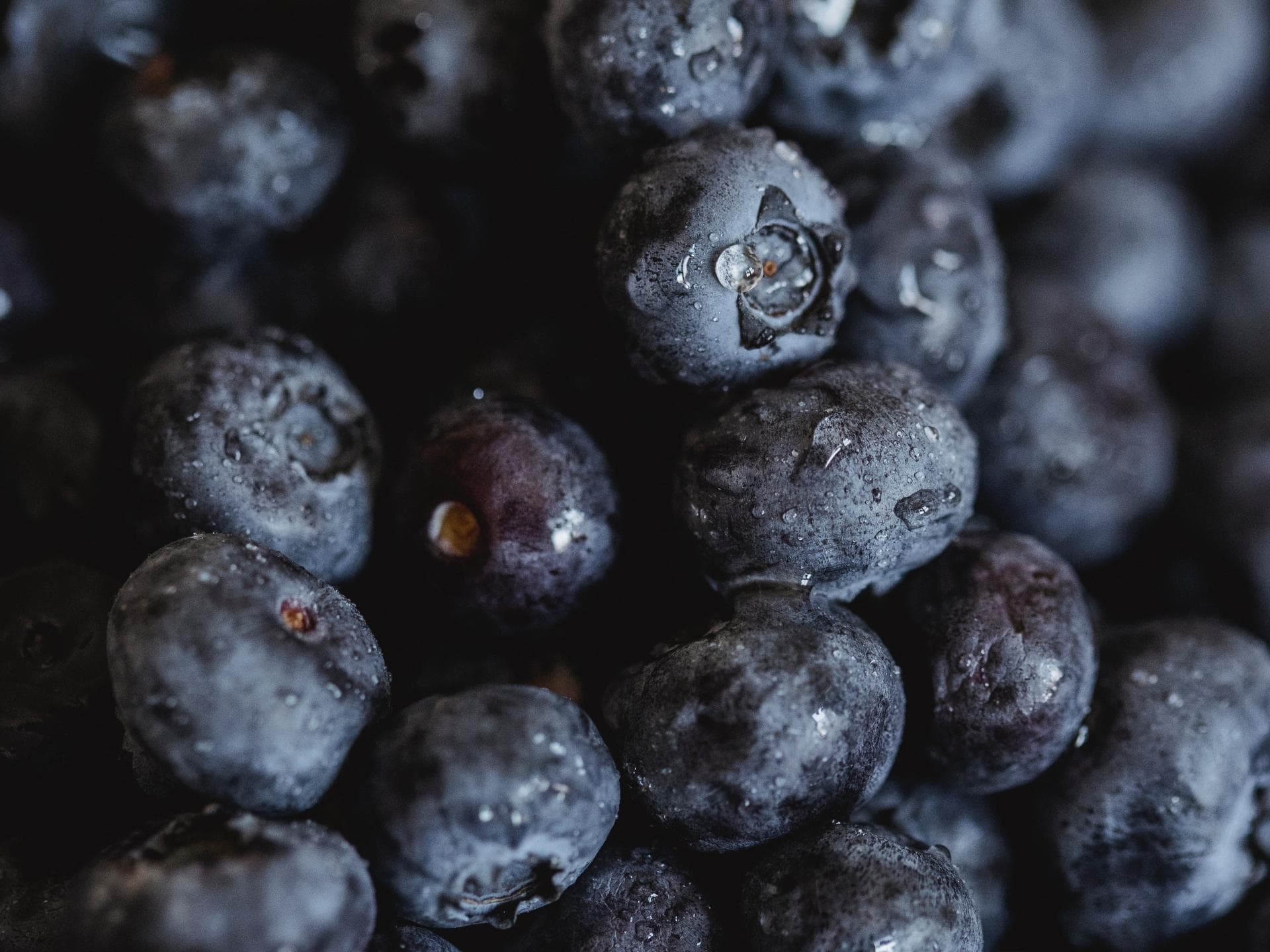 Heidelbeeren 
