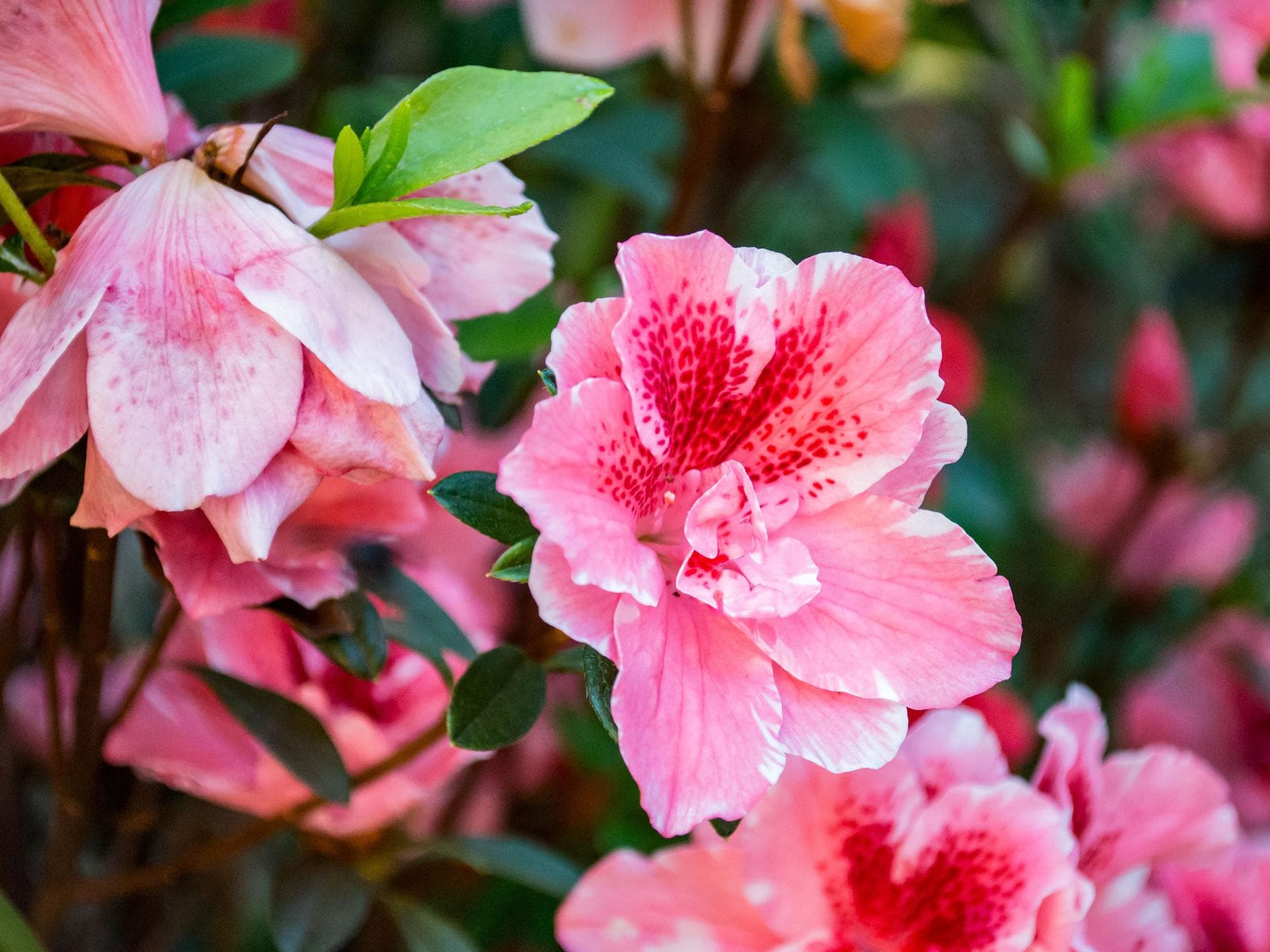 Hibiskus 