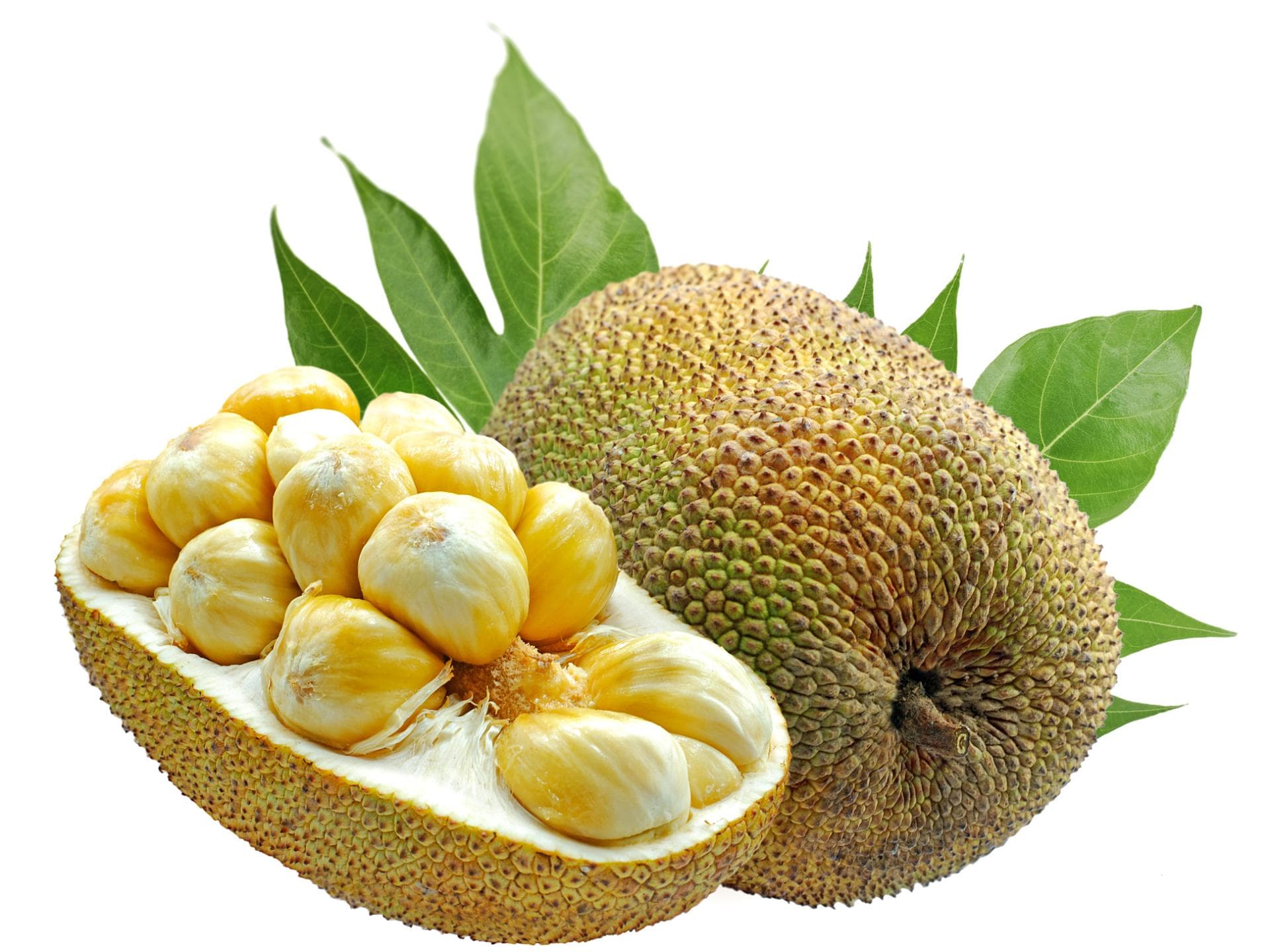 Jackfruit 