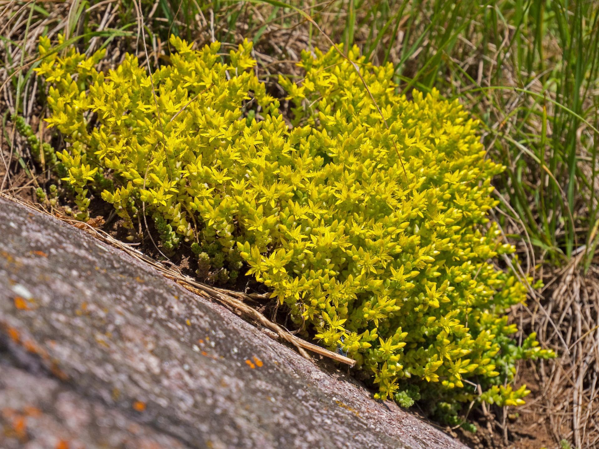 Scharfer Mauerpfeffer Scharfer Mauerpfeffer