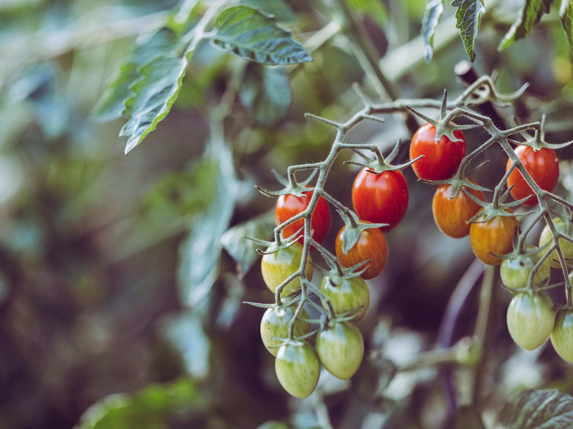 Tomaten 
