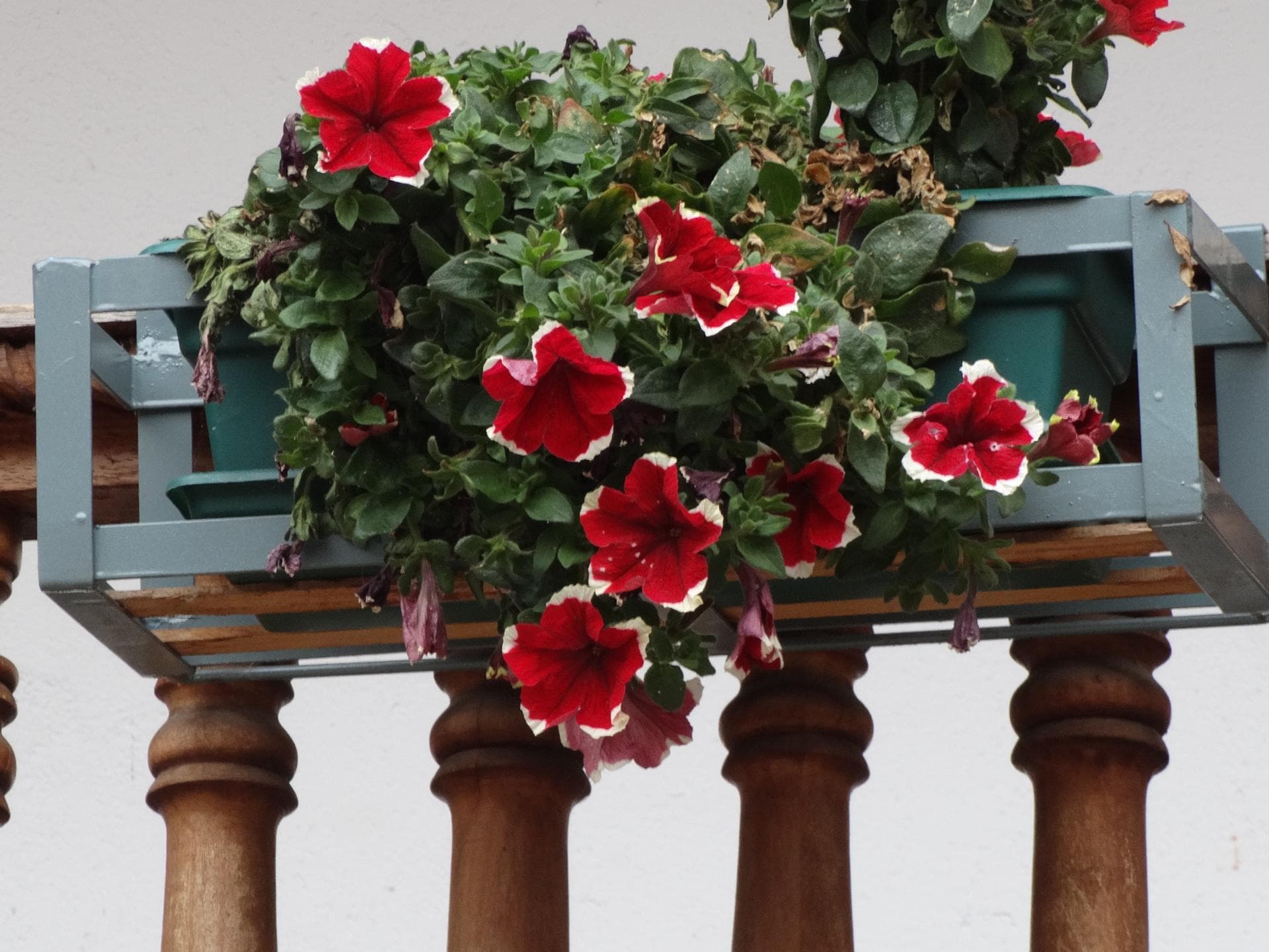 Balkonblumen 